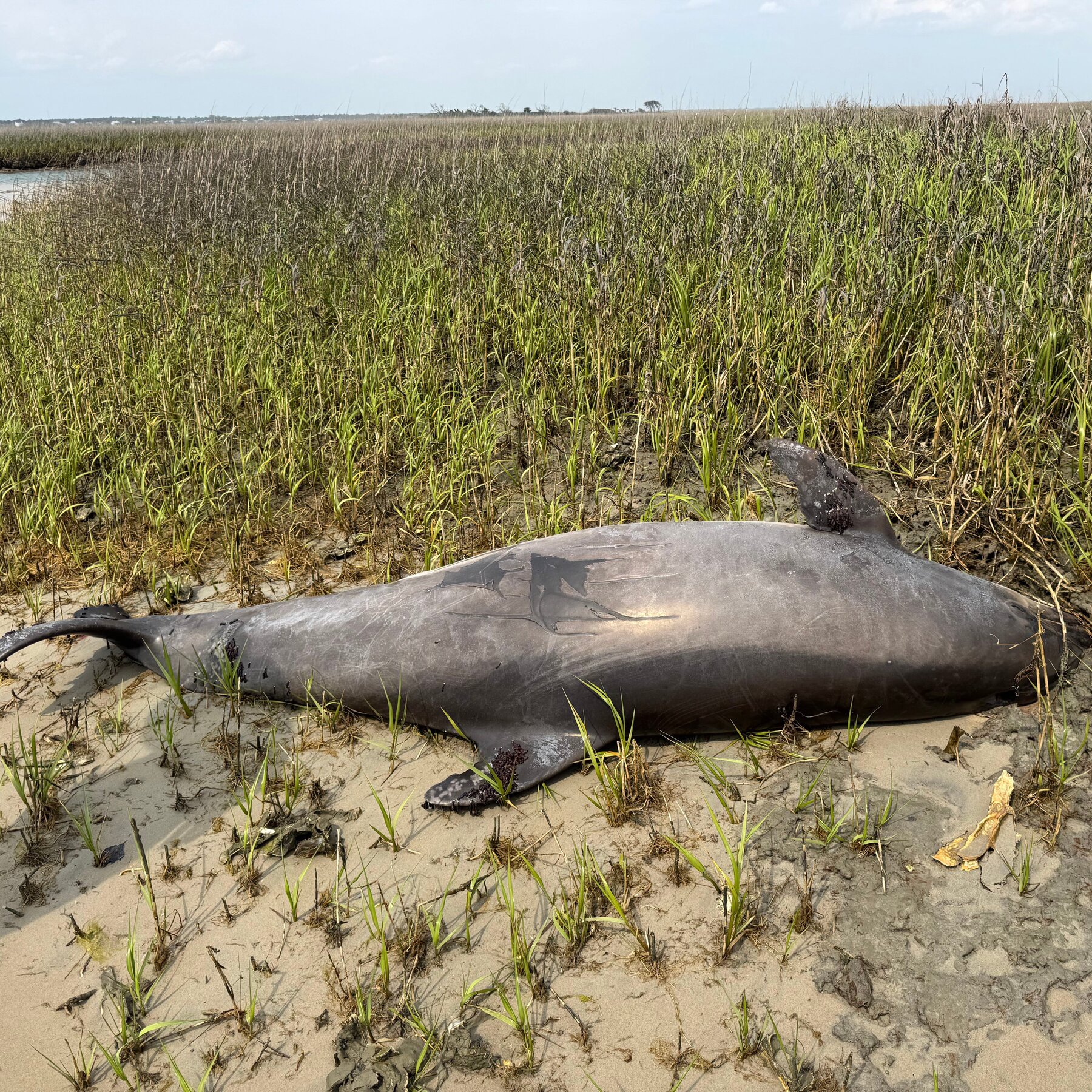 Decapitated Dolphin in North Carolina Prompts $20,000 Reward Offer From U.S.