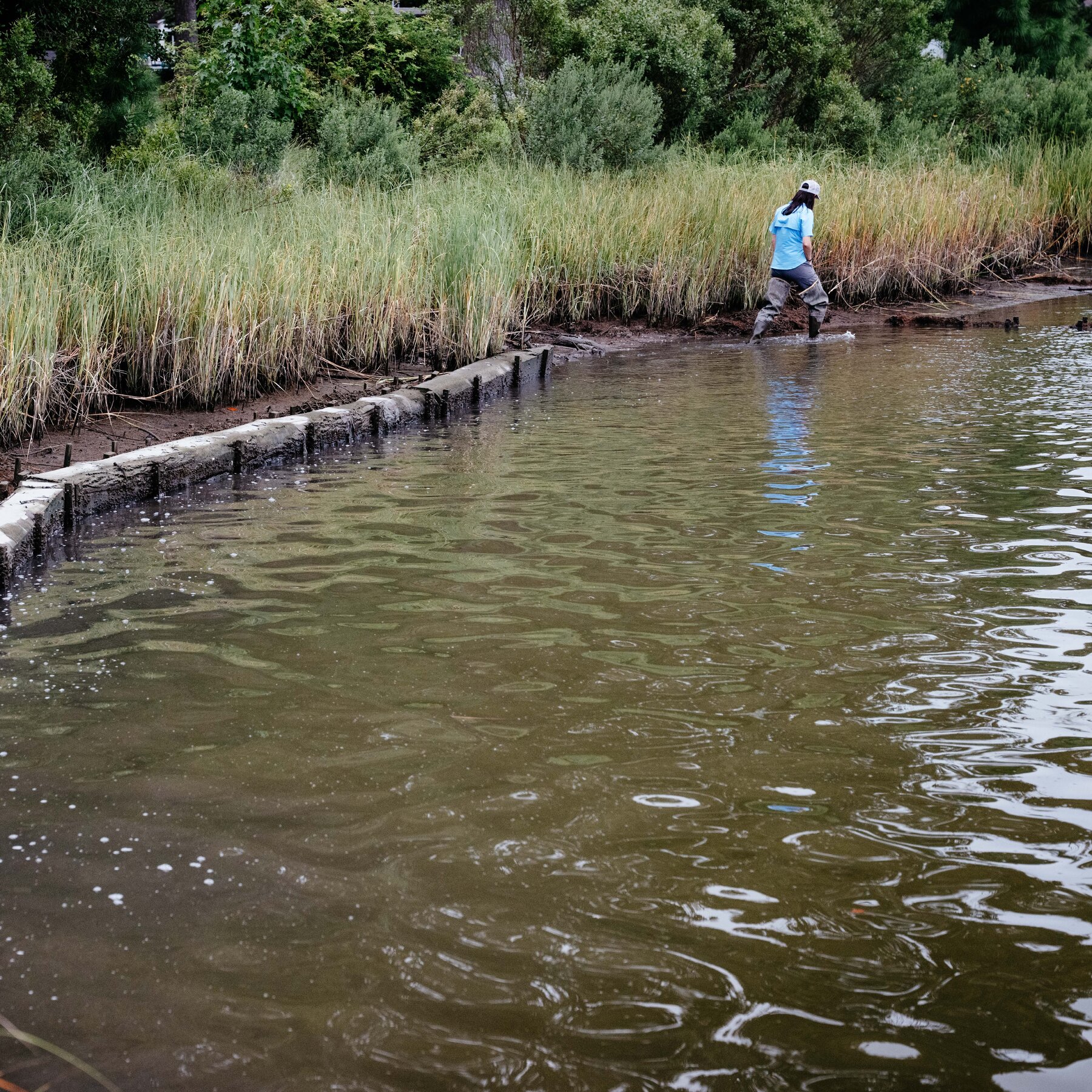Delaware Looks to ‘Living Shorelines’ to Save Its Coasts