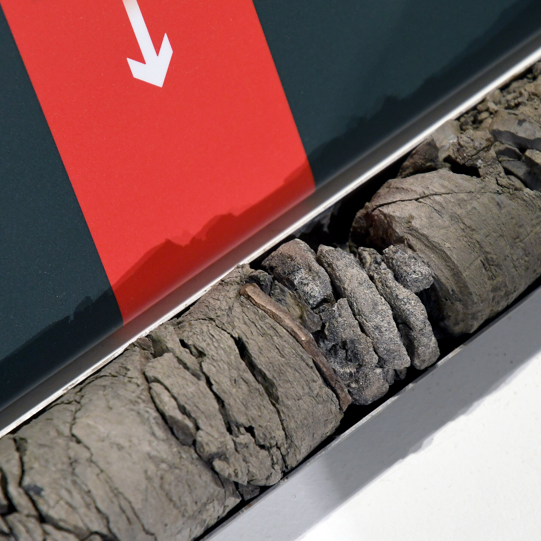 Denver Museum Finds a Dinosaur Fossil Under Its Parking Lot