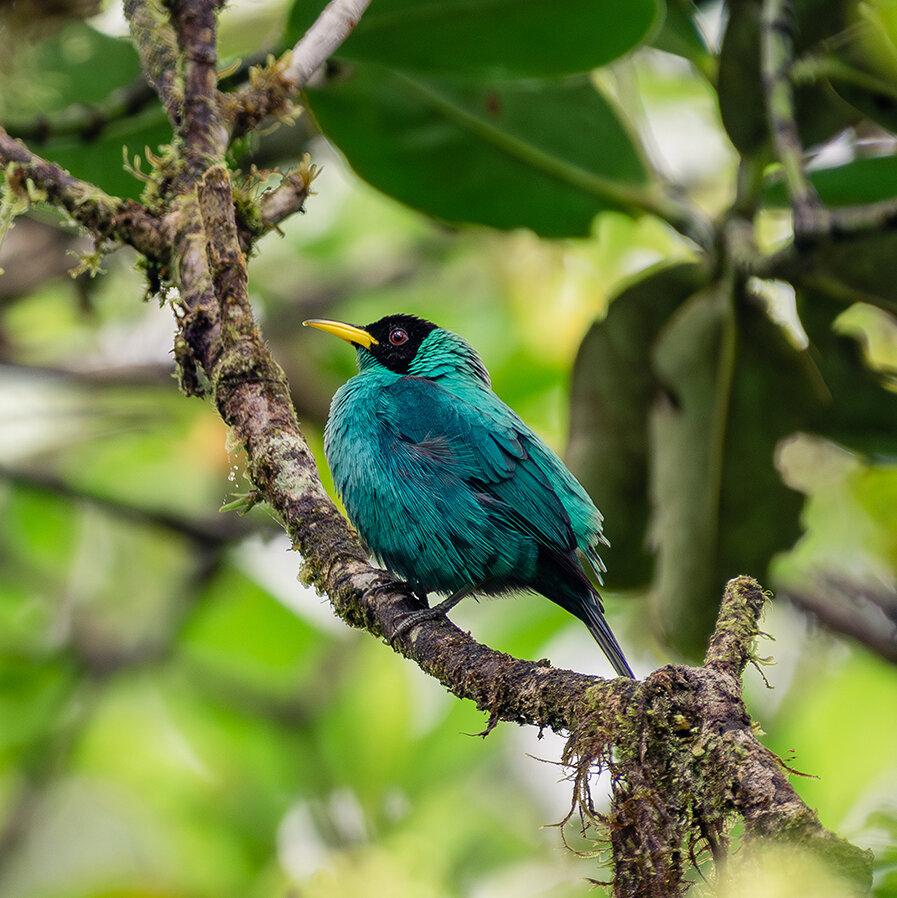 Discovering Amazing Wildlife Along the Panama Canal