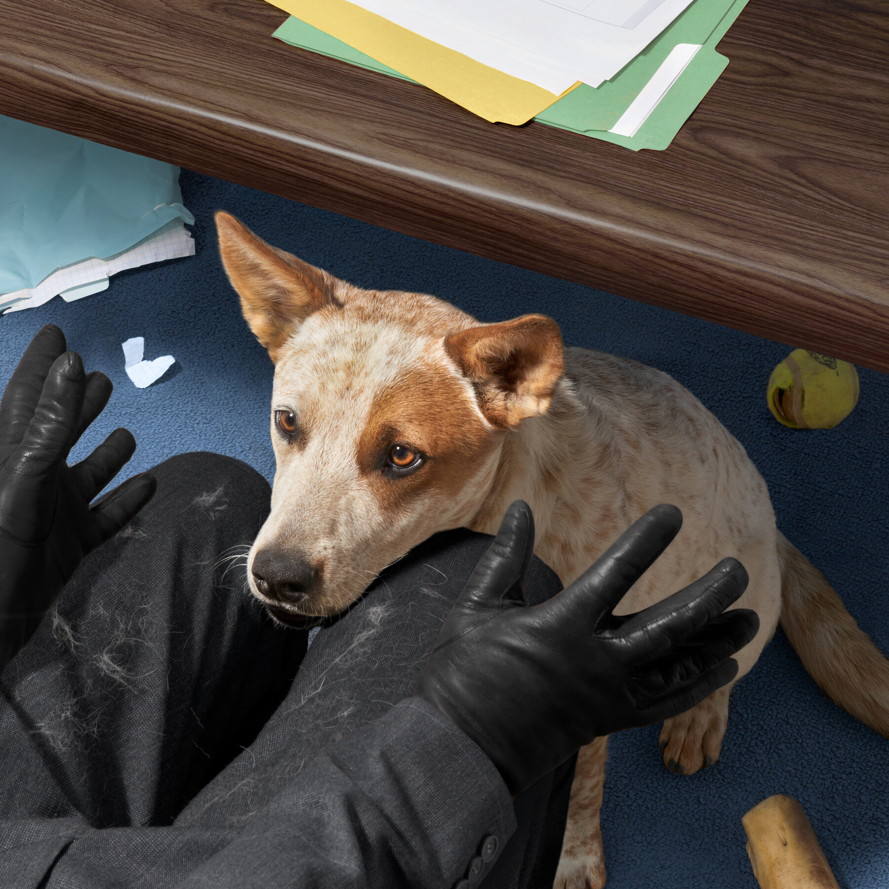 Do Dogs Belong at Work?