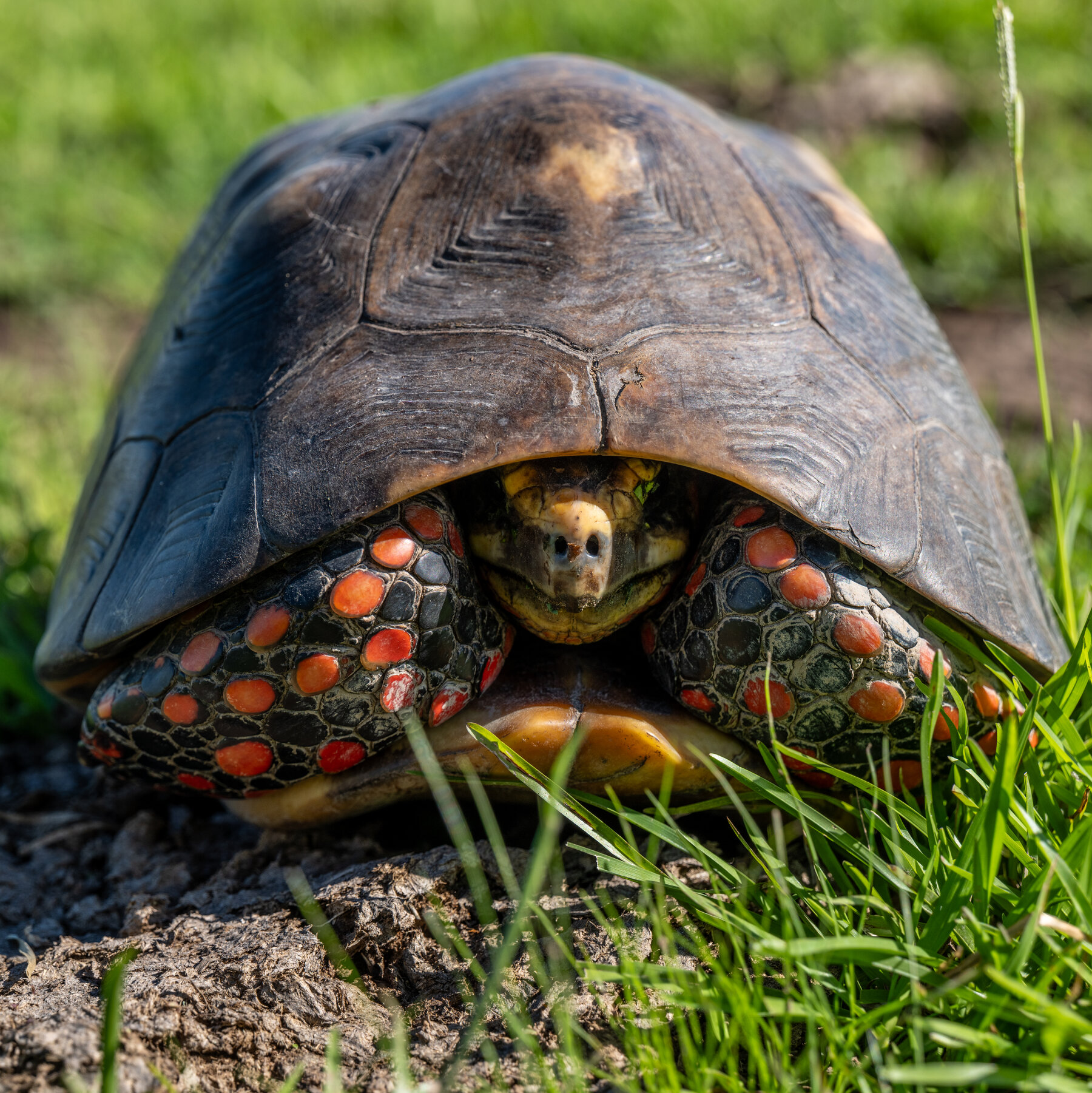 Do Reptiles Have Moods, Too?