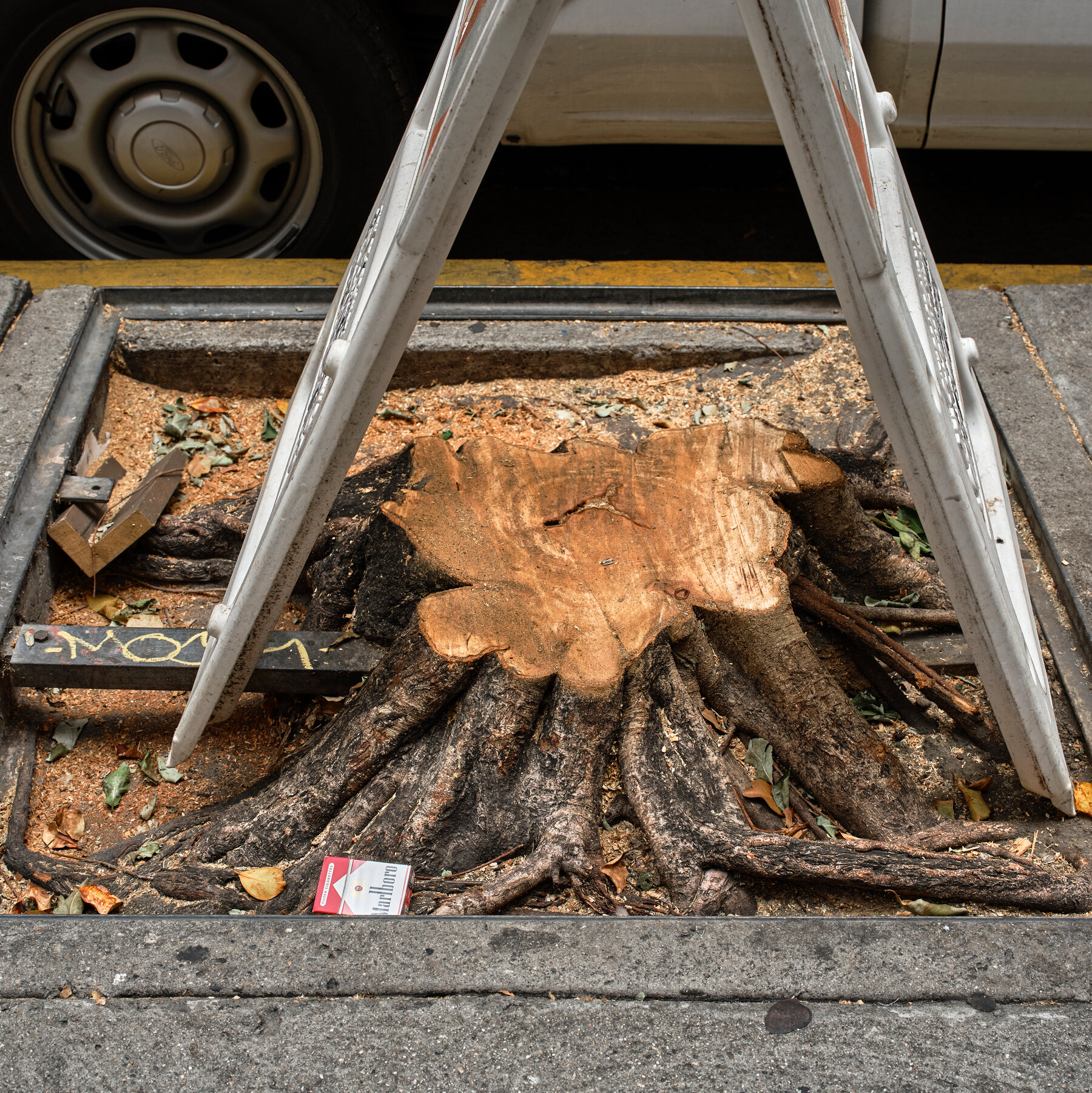 Downtown L.A. Has Seen Its Share of Violence. Then Someone Went After Its Trees.