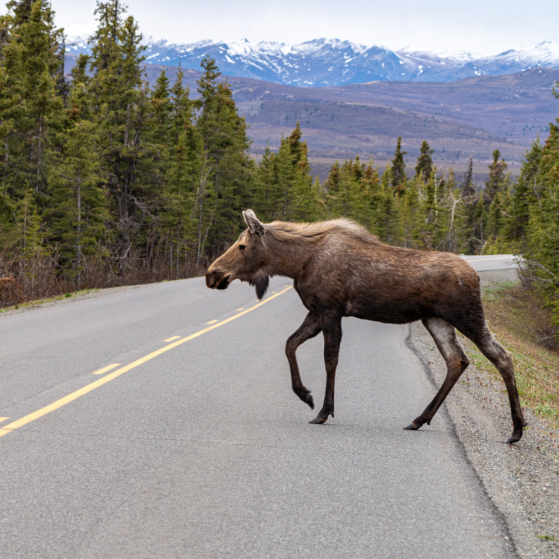 Driver Dies After Hitting a Moose Near Denali National Park in Alaska