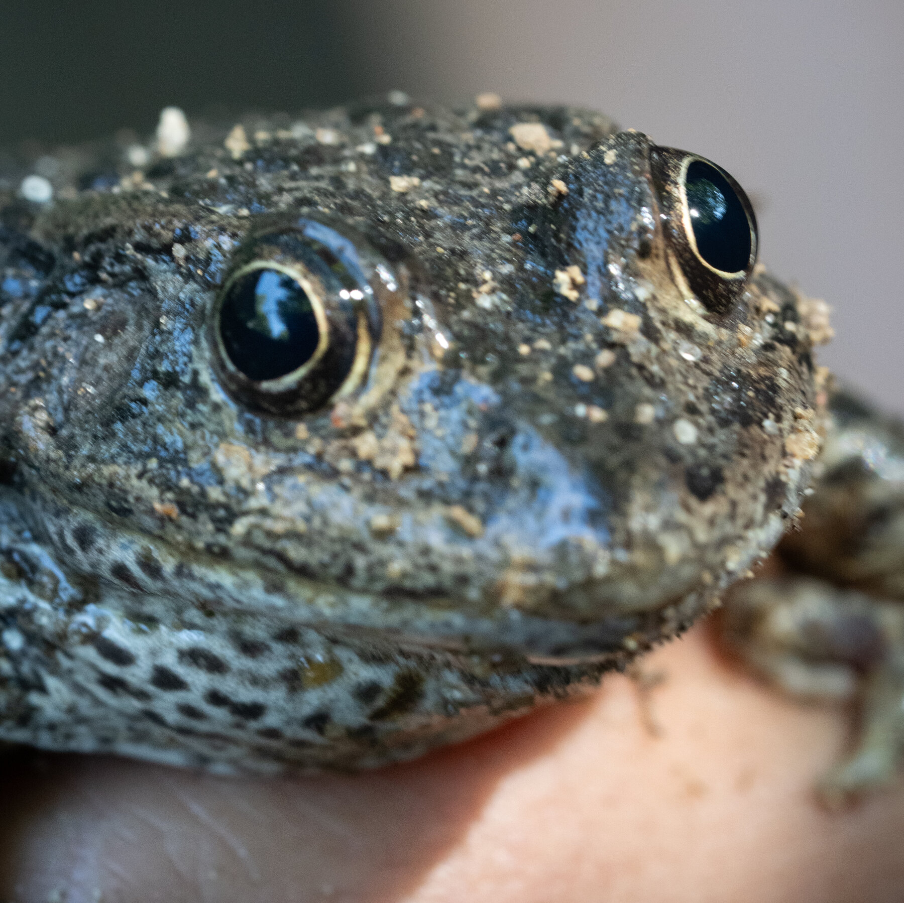 Dusky Gopher Frogs Are Making a Comeback in Mississippi