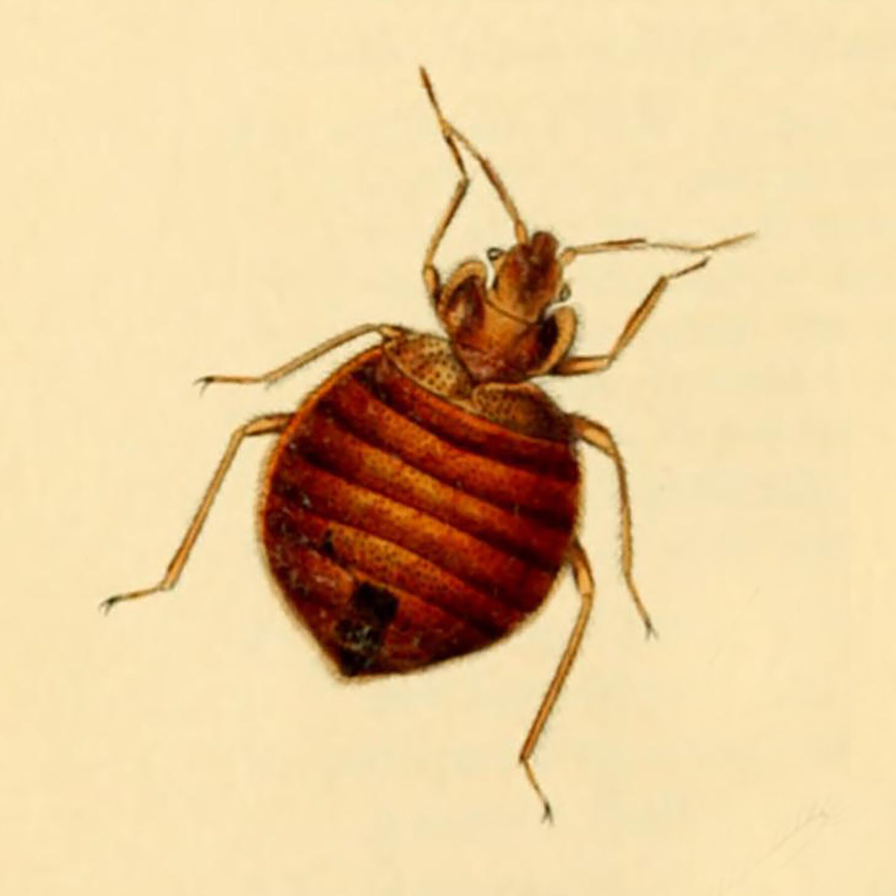 Early Humans Settled in Cities. Bedbugs Followed Them.