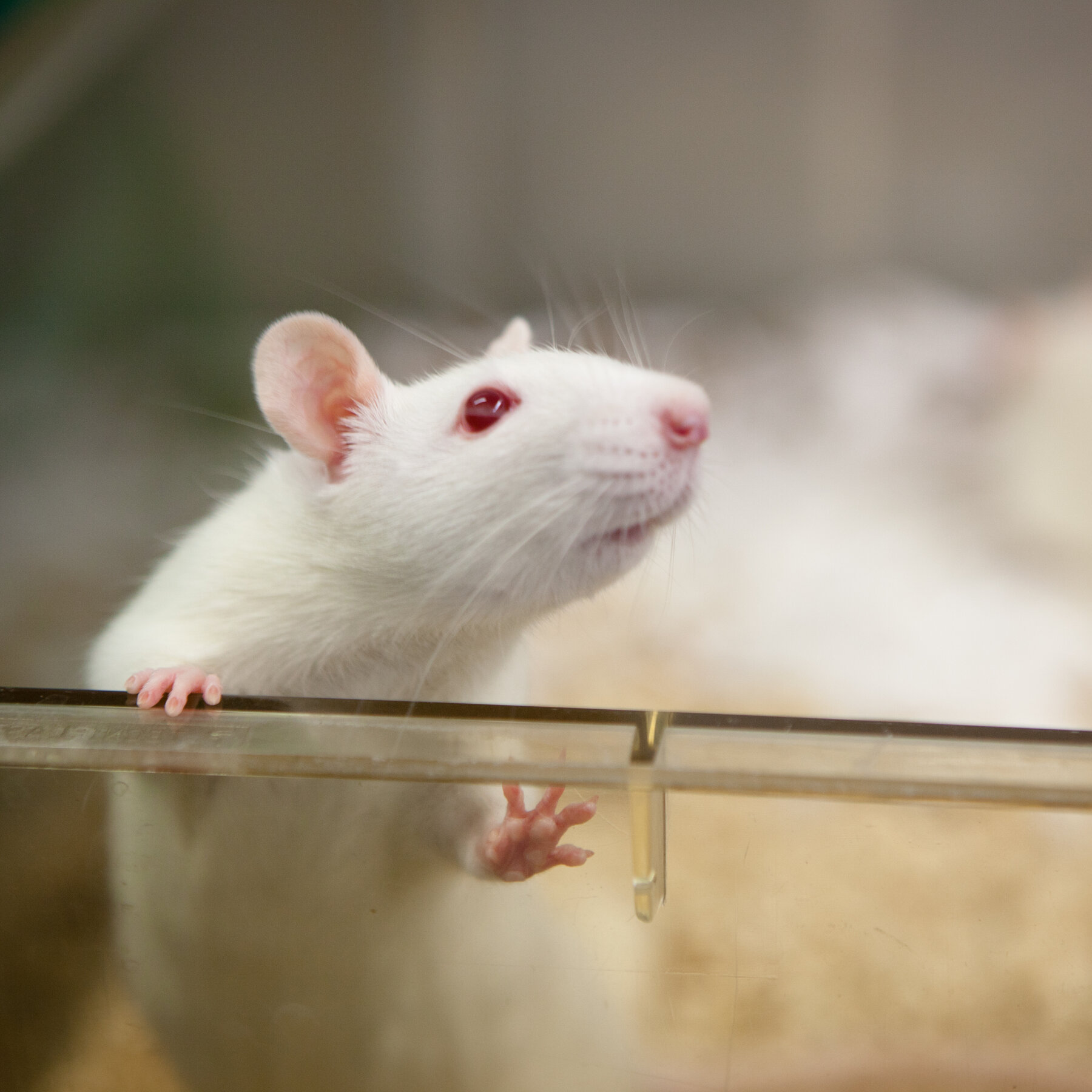 E.P.A. Employees Are Invited to Adopt Soon-to-Be Homeless Lab Rats