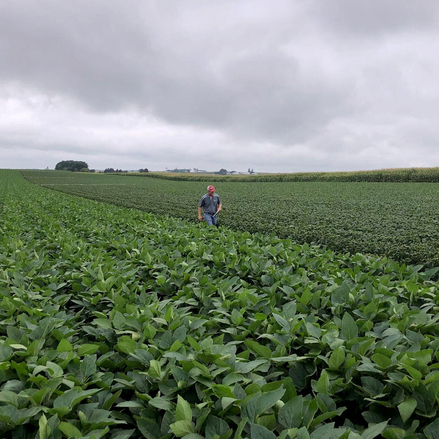 E.P.A. Proposes Allowing Use of Dicamba Weedkiller on Some Crops