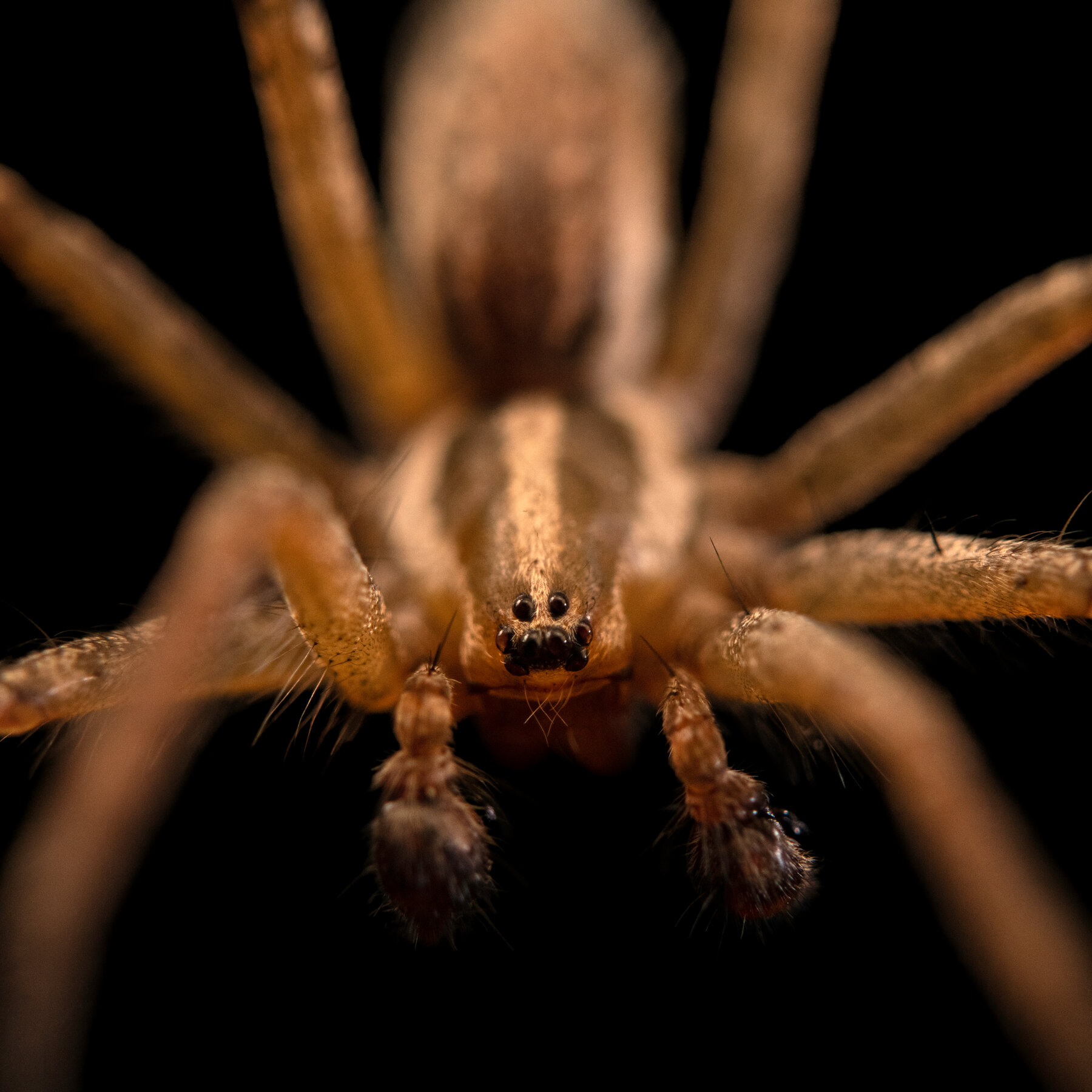 Everyone in the City Needs Soundproofing, Even Spiders