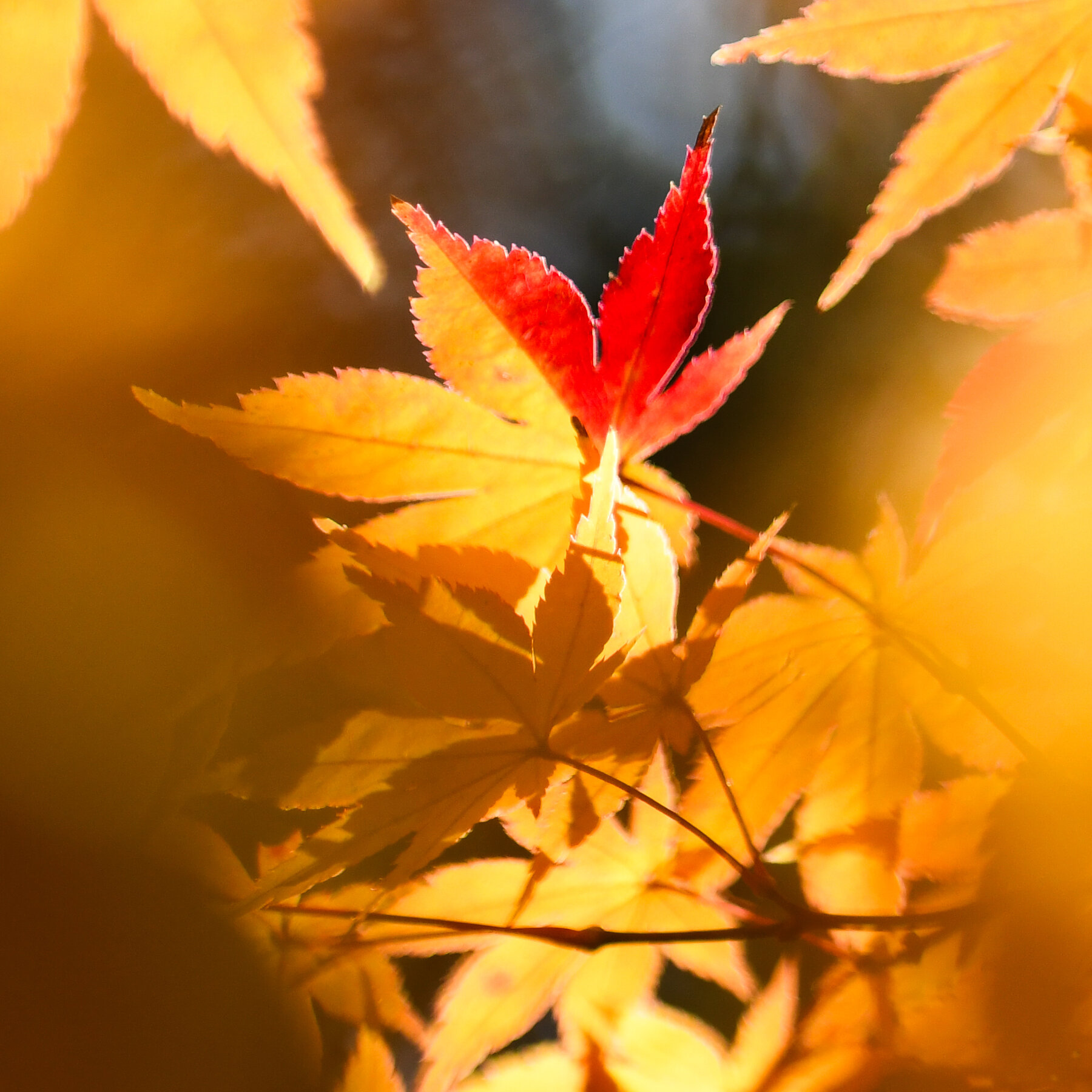 Experiencing Japan’s Fiery Autumnal Foliage