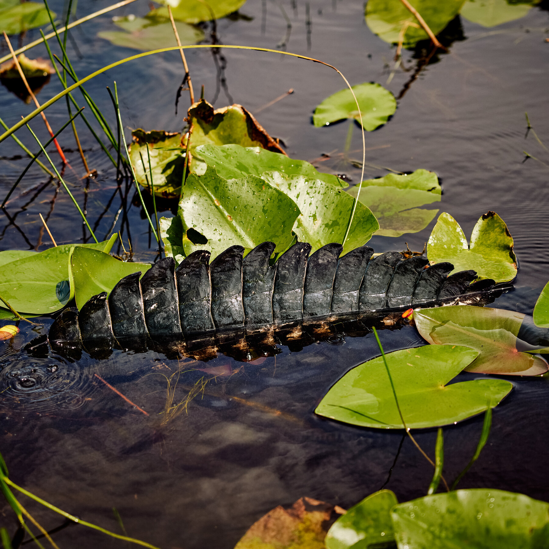 Face to Face With an Alligator? Here’s What to Do