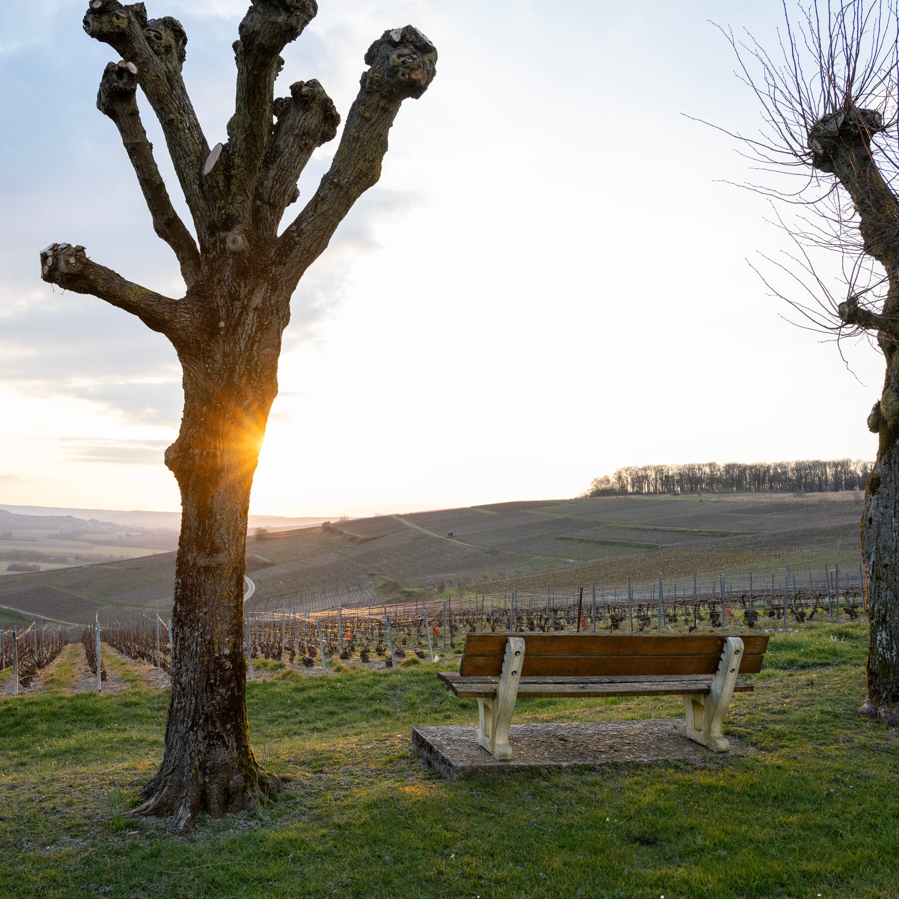 Fear of Trump’s Tariffs Ripples Through France’s Champagne Region