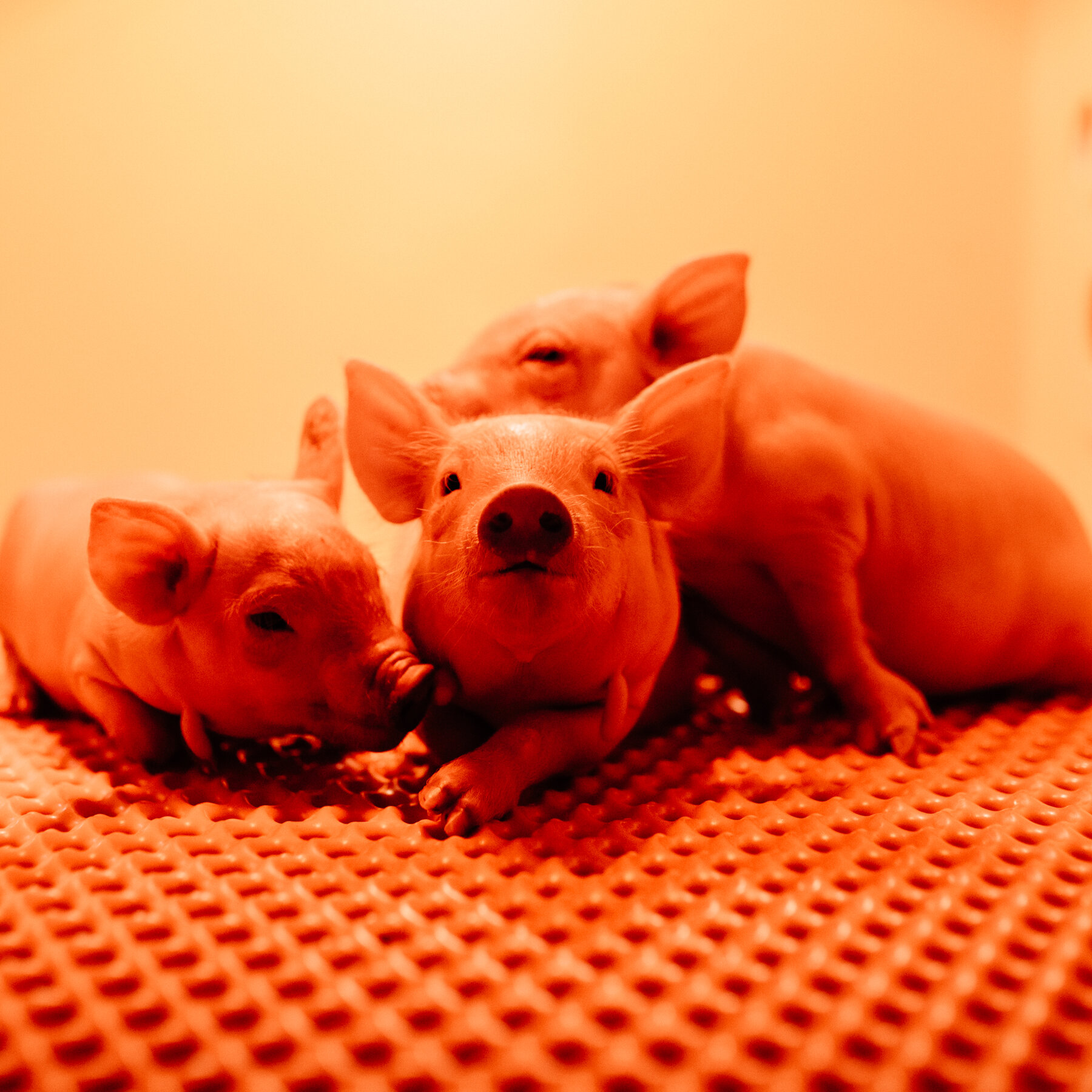 For Patients Needing Transplants, Hope Arrives on Tiny Hooves