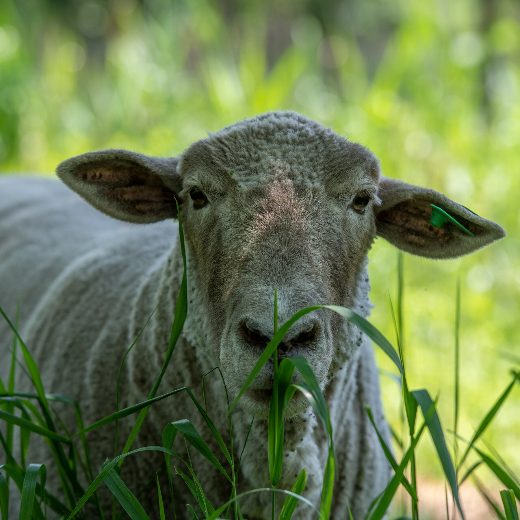 For the Sheep of Governors Island, a Final New York Summer