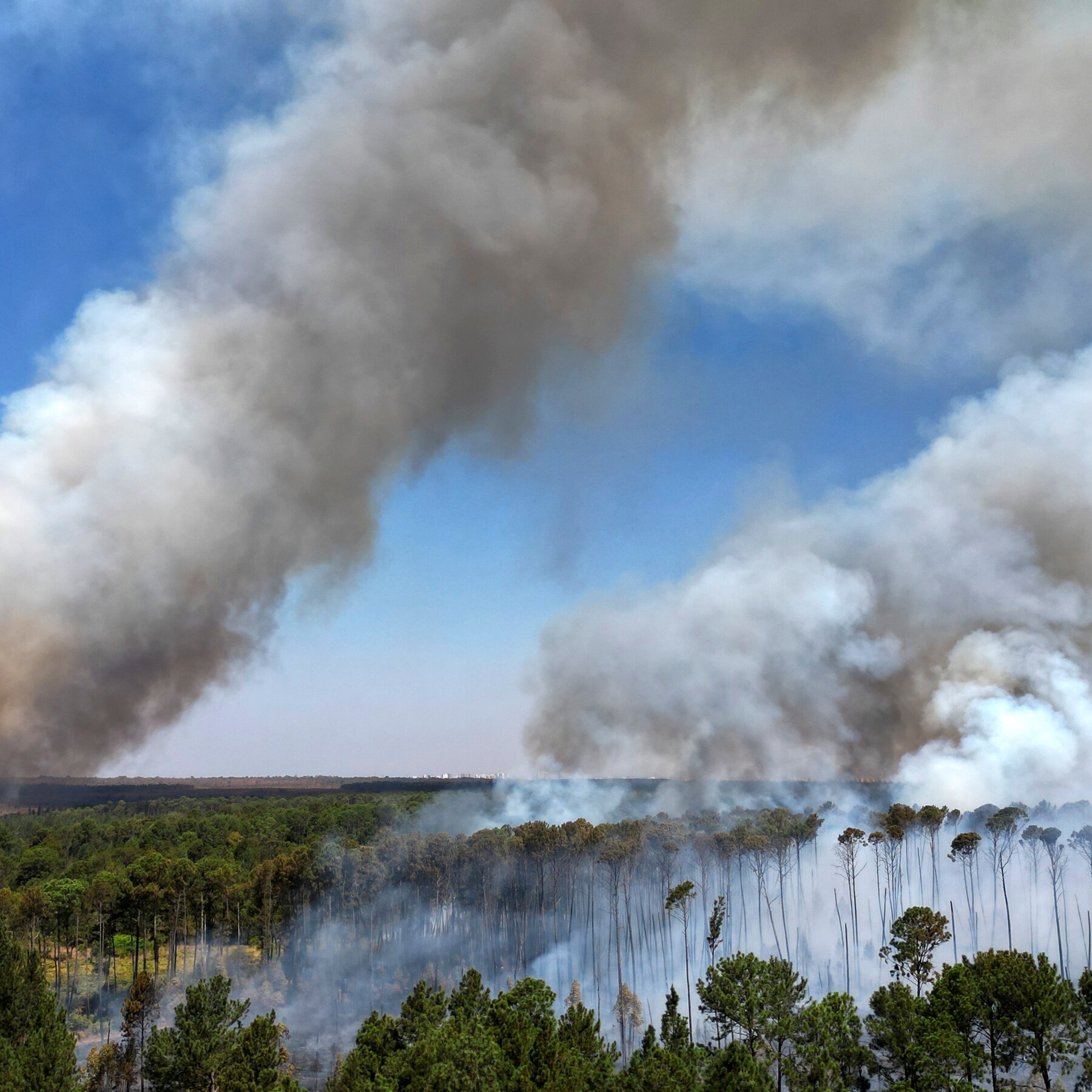Forest Loss Around the World Hit a Record in 2024