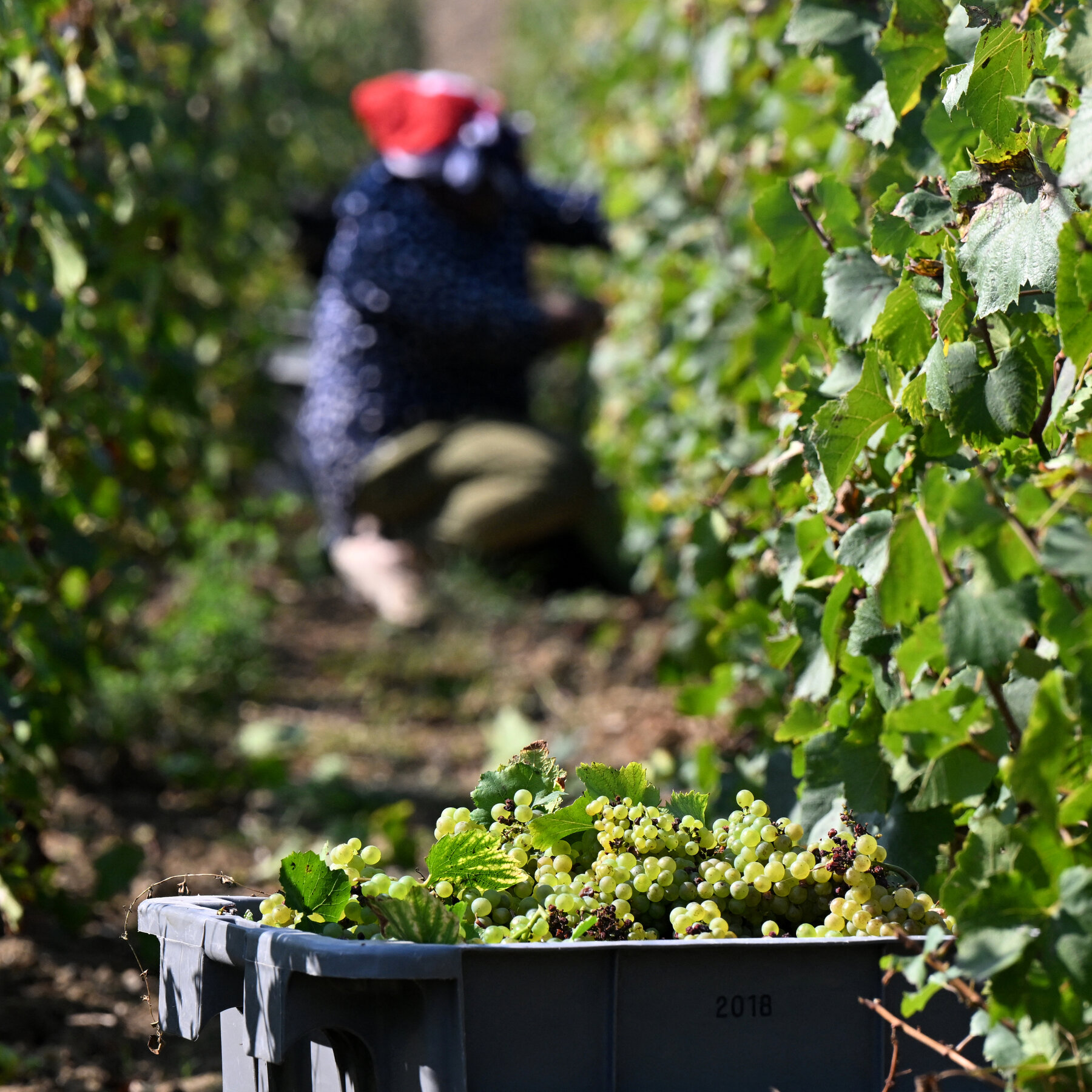 French Winemaker Gets Prison for Selling Fake Champagne