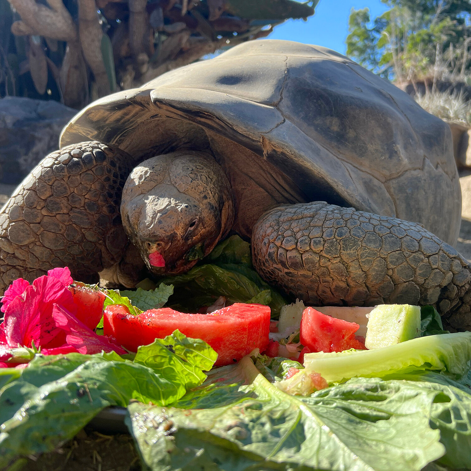 Gramma, a Galápagos Tortoise at the San Diego Zoo, Dies at About 141