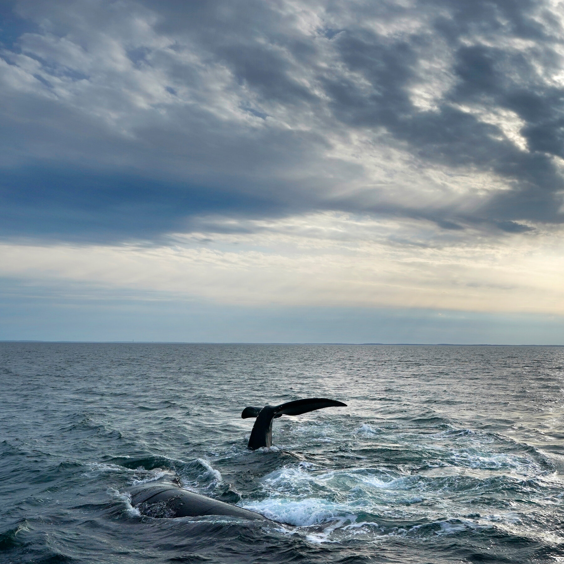 Hard-Fought Treaty to Protect Ocean Life Clears a Final Hurdle