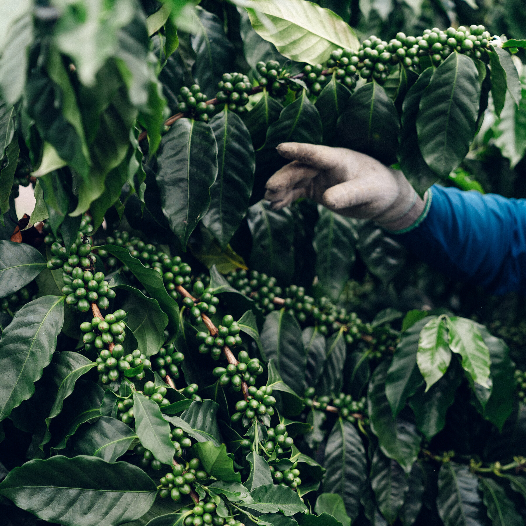 Hawaii’s Prized Kona Coffee Fields Have Become a Target for ICE