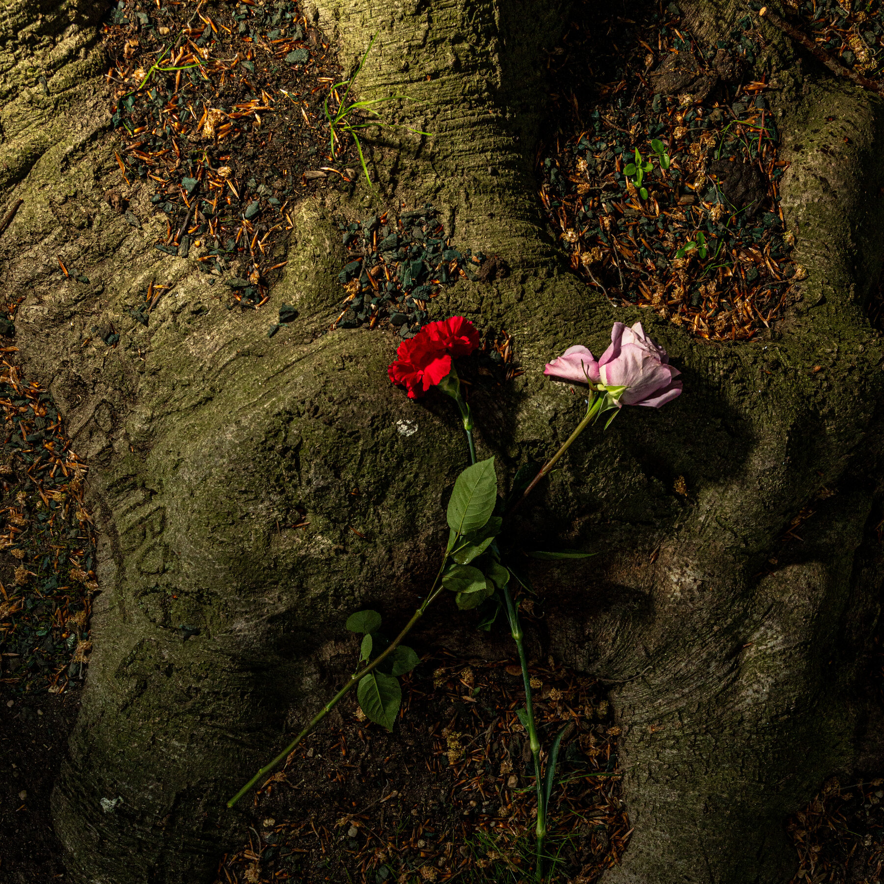 He Photographed Some of New York’s Extraordinary Trees