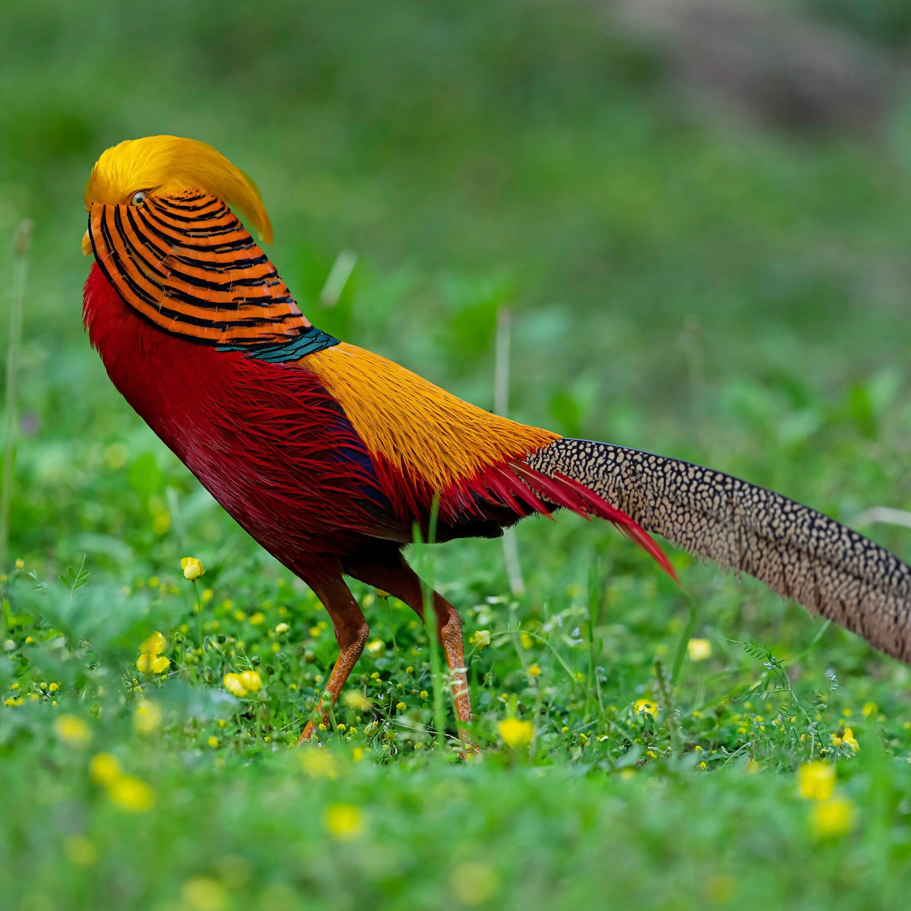 He’s Beautiful, but He Has a Huge Blind Spot