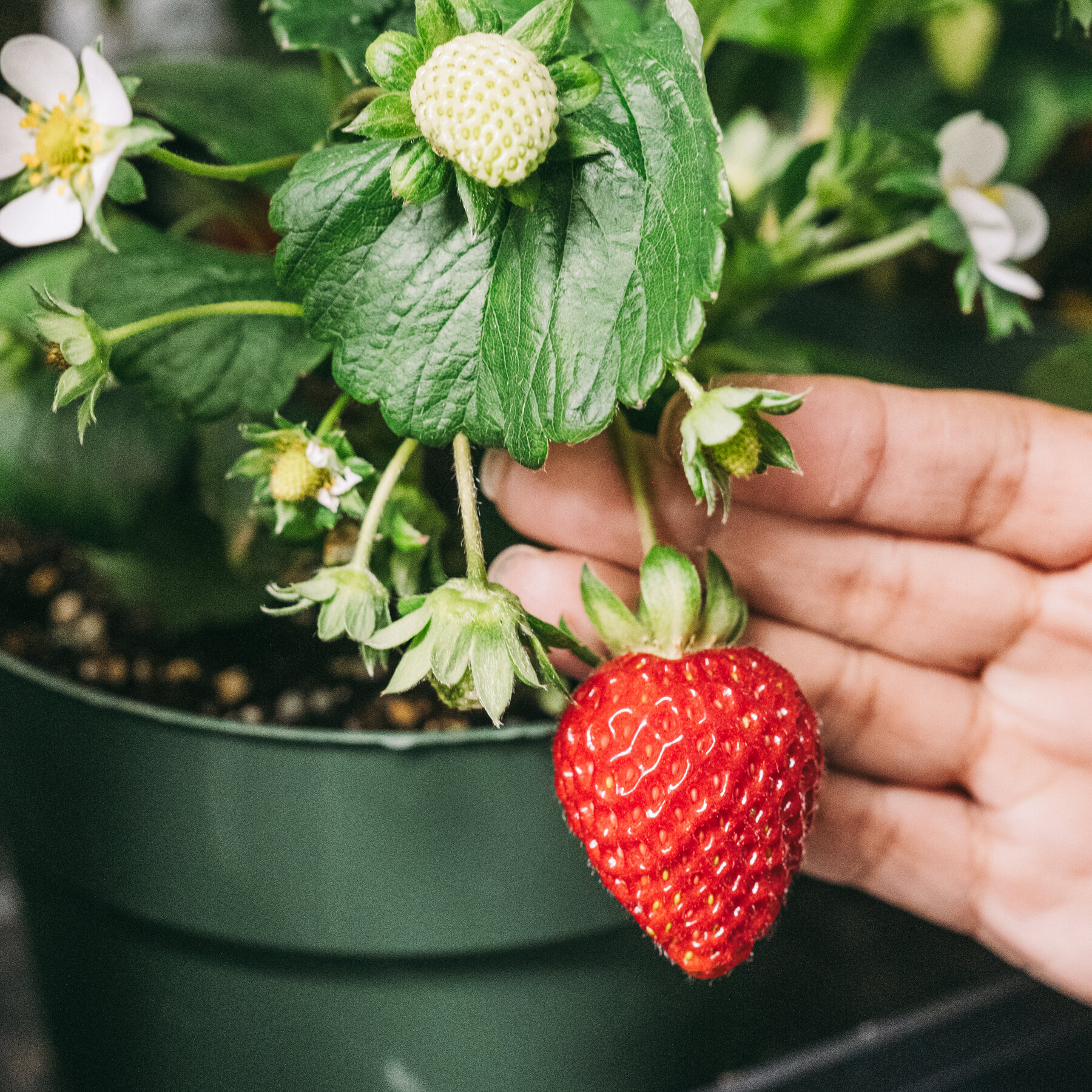 High-Tech Greenhouse Brings Fresh Produce to Canada’s Arctic