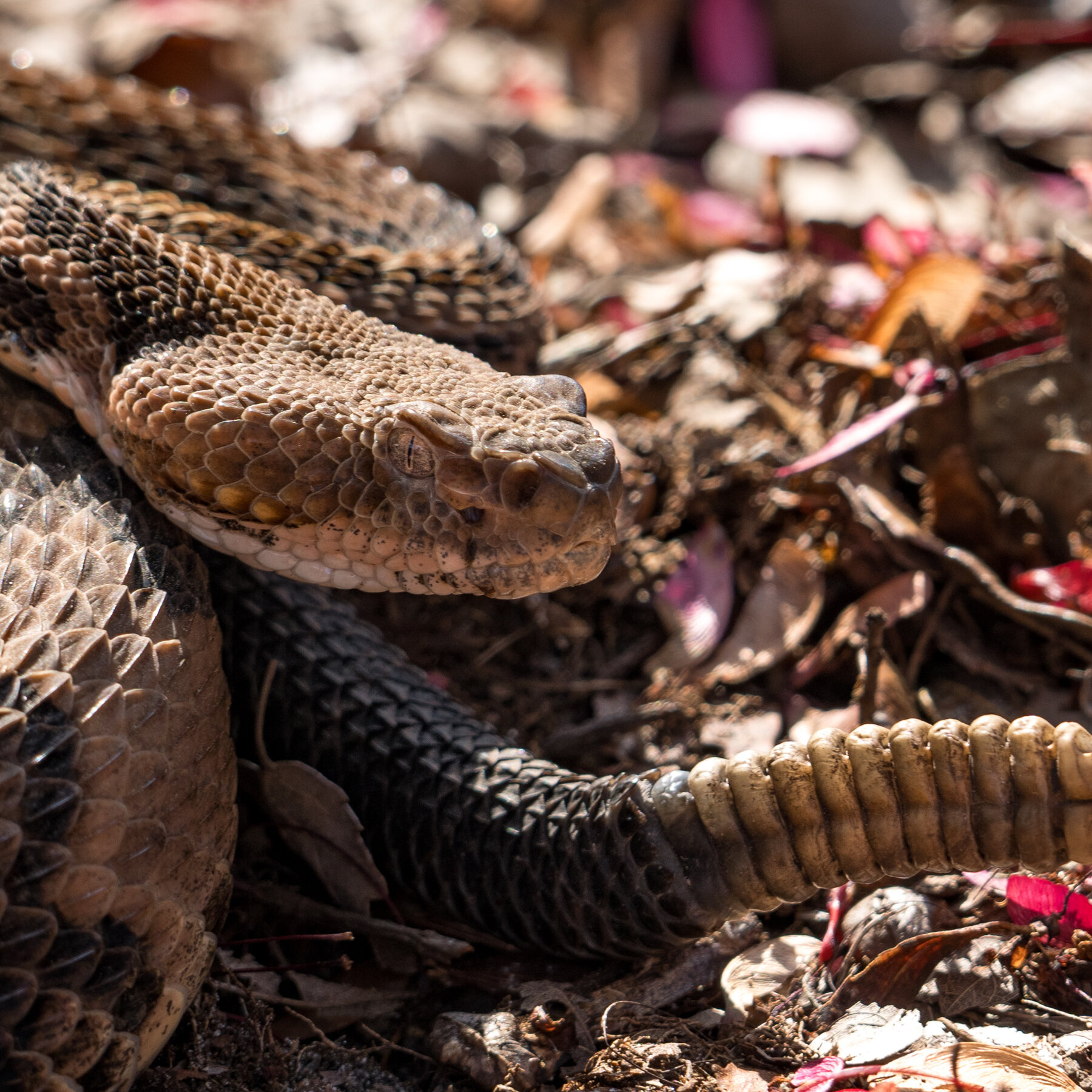 Hiker in Tennessee Who Picked Up a Venomous Snake Dies After Being Bitten