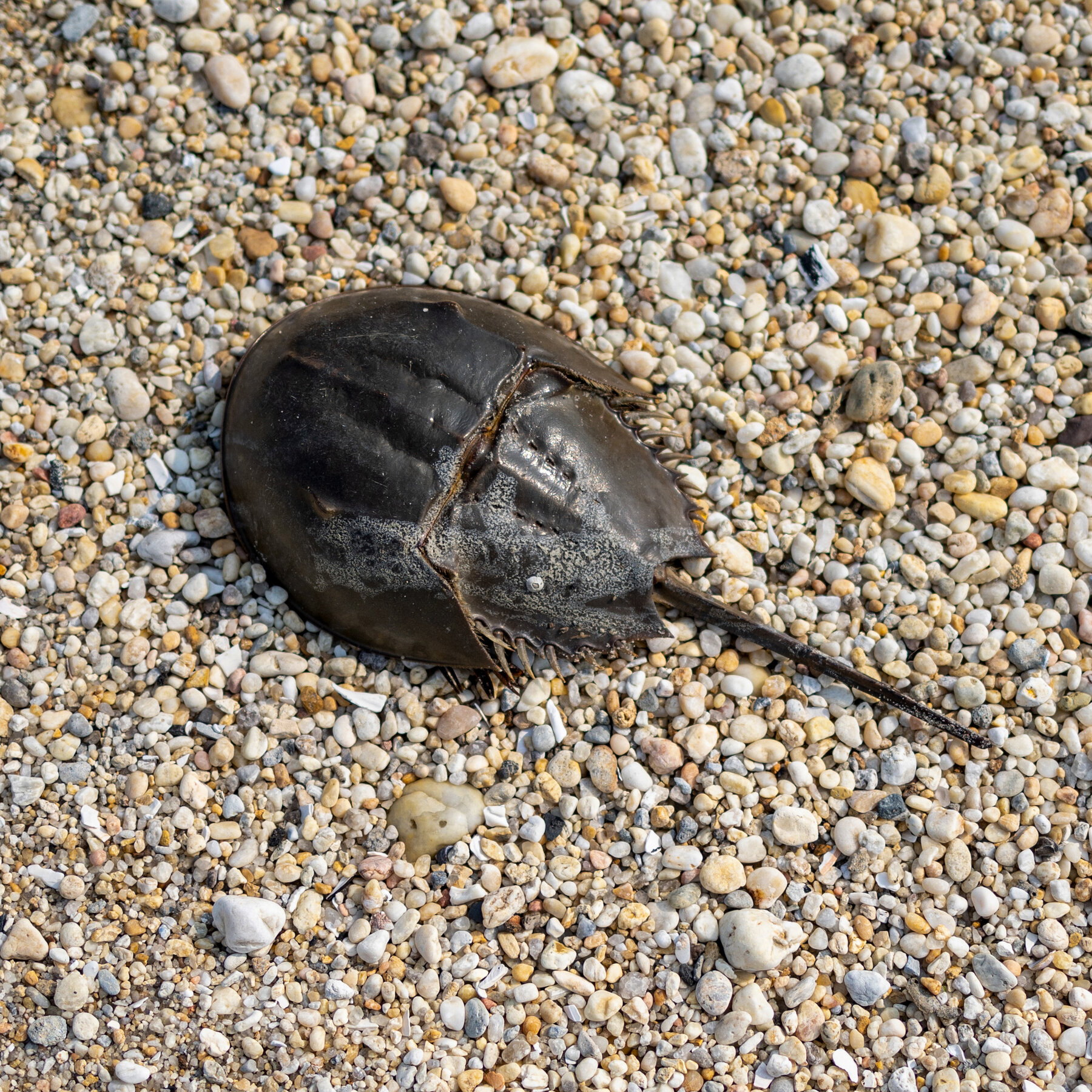 Hochul Urged to Ban Horseshoe Crab Fishing