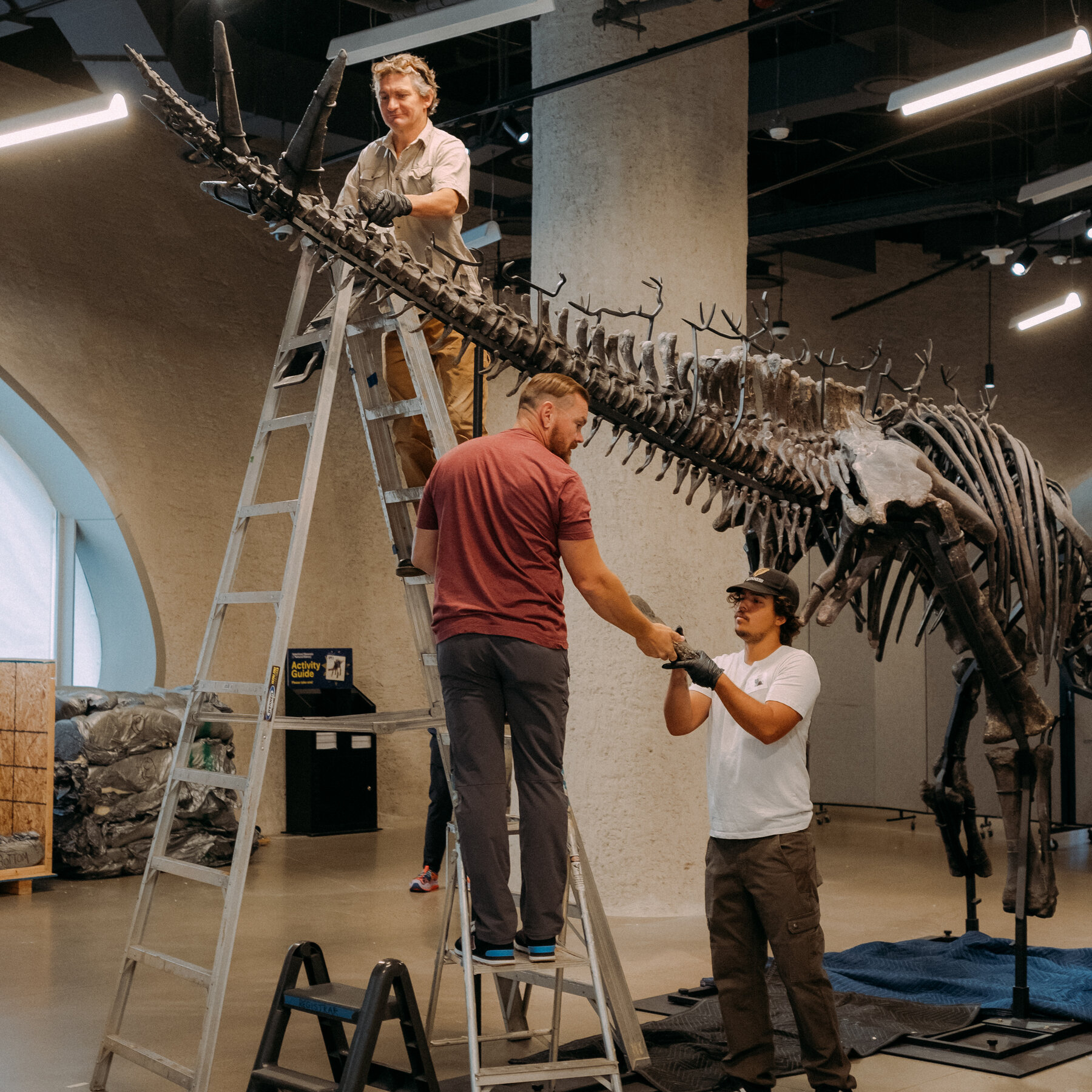 How Do You Move a Stegosaurus Skeleton? Very Carefully.