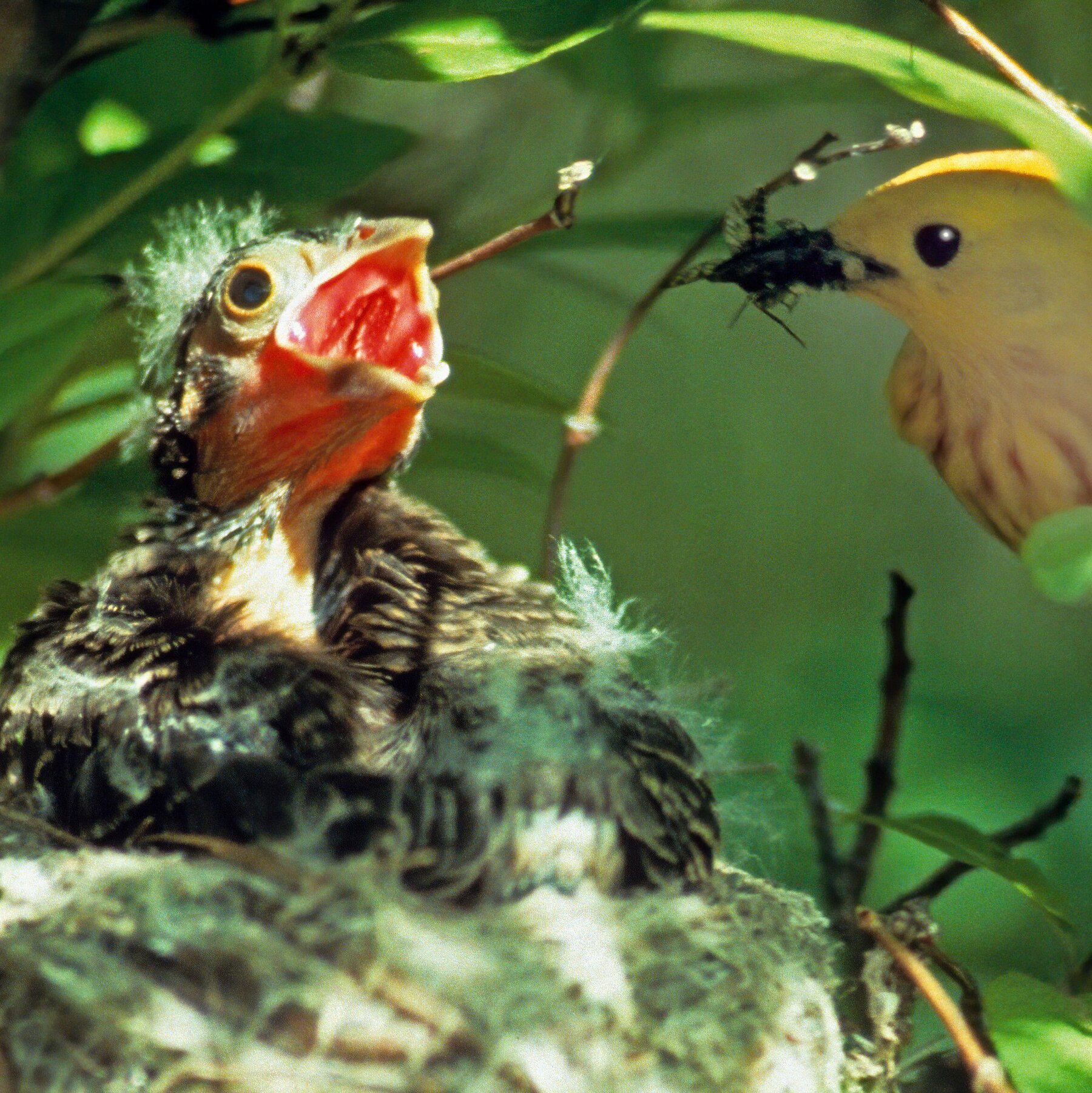 How Parasitic Cowbirds With No Parents Learns What Species They Are