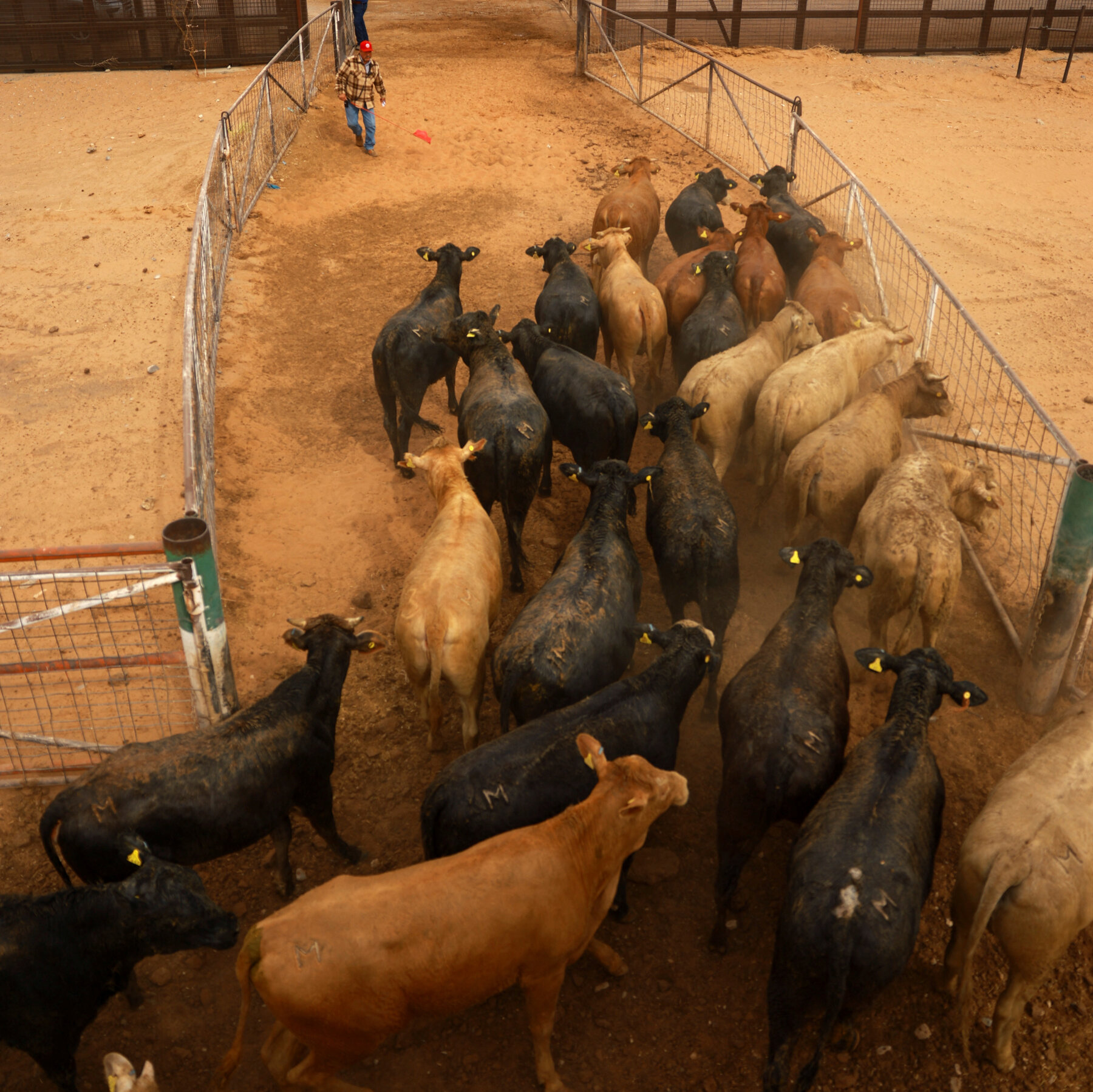 How the U.S. and Mexico Are Fighting Deadly Flesh-Eating Screwworms