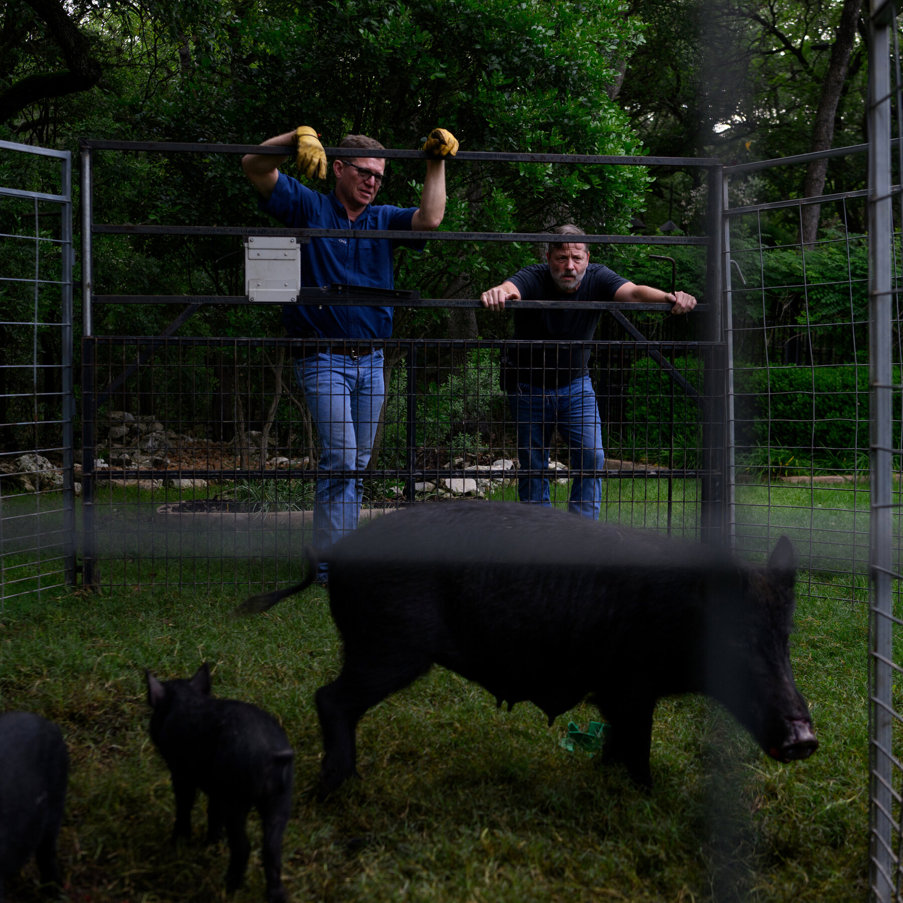 How to Deal With 30 to 50 Feral Hogs