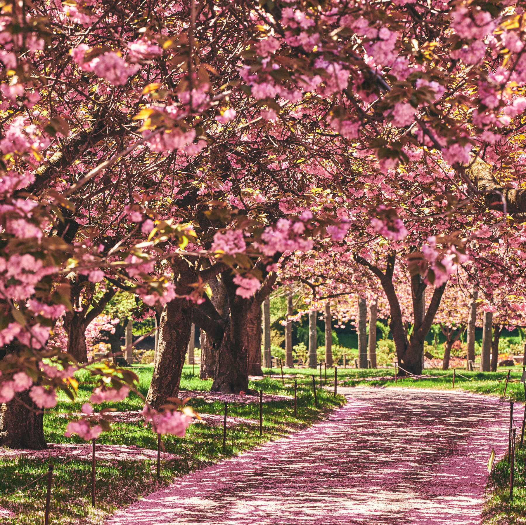 How to Find New York City’s Cherry Blossoms