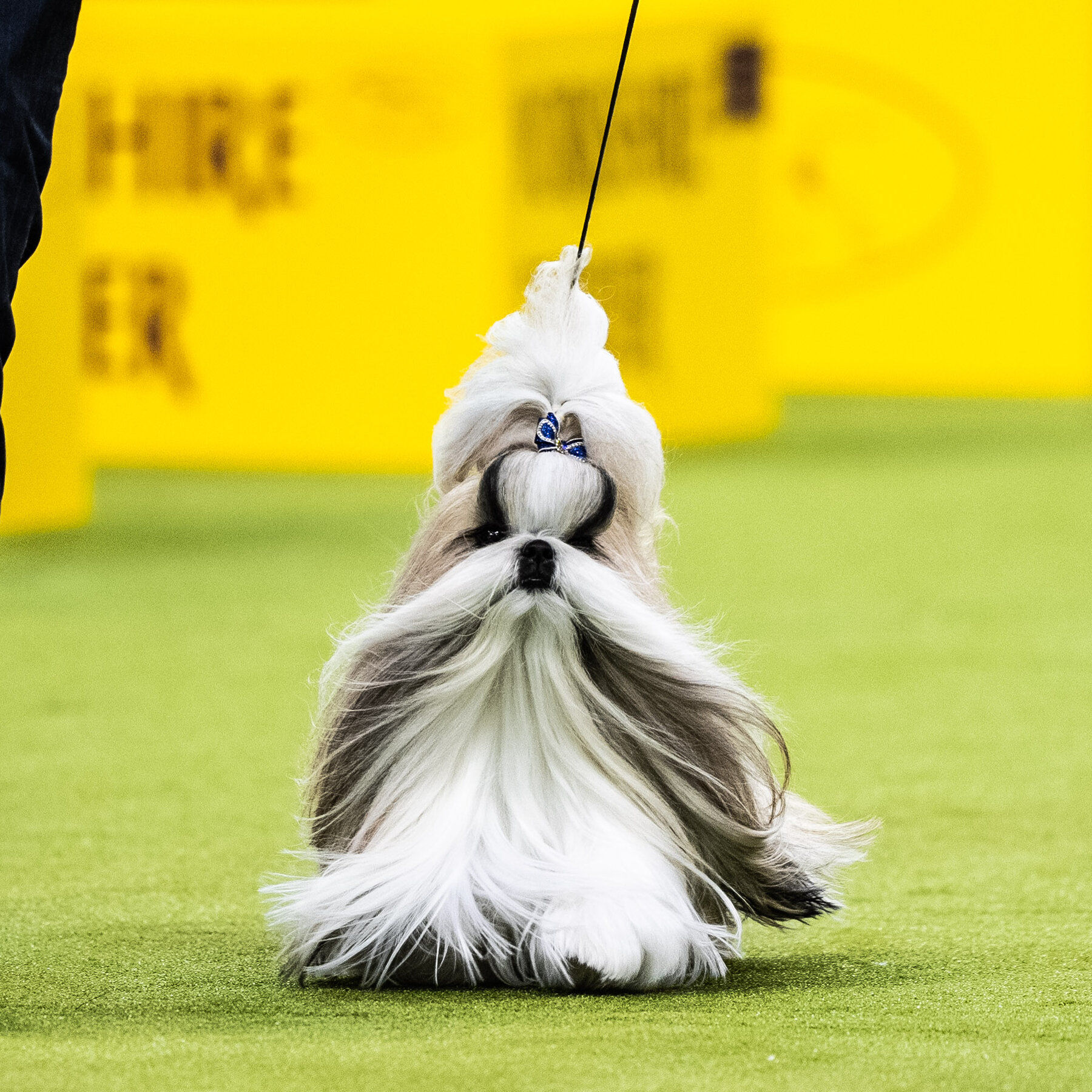How to Watch the 2025 Westminster Dog Show
