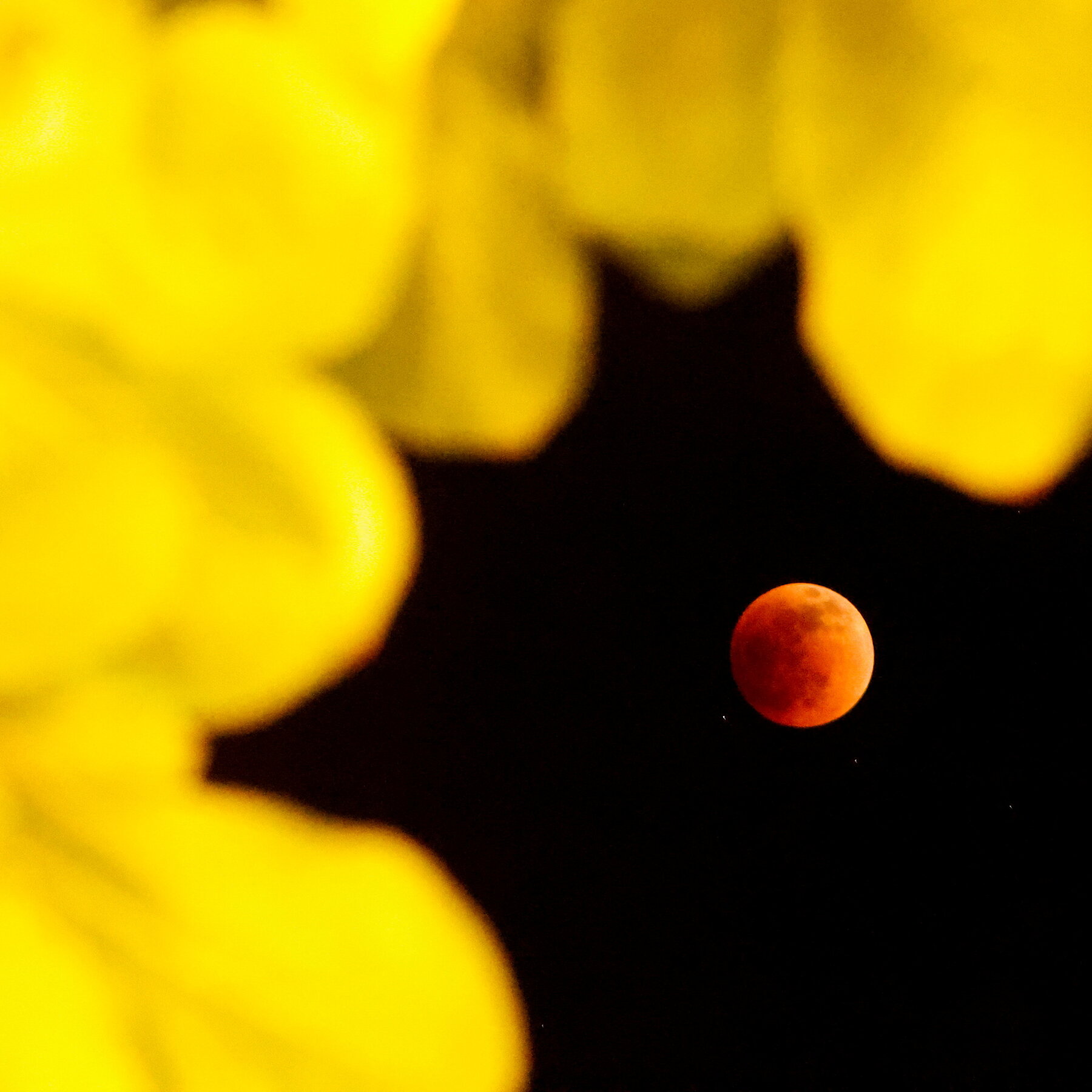 How to Watch the ‘Blood Moon’ Total Lunar Eclipse