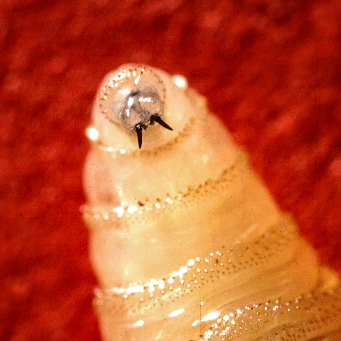 Human Case of Flesh-Eating Screwworm Reported in Maryland
