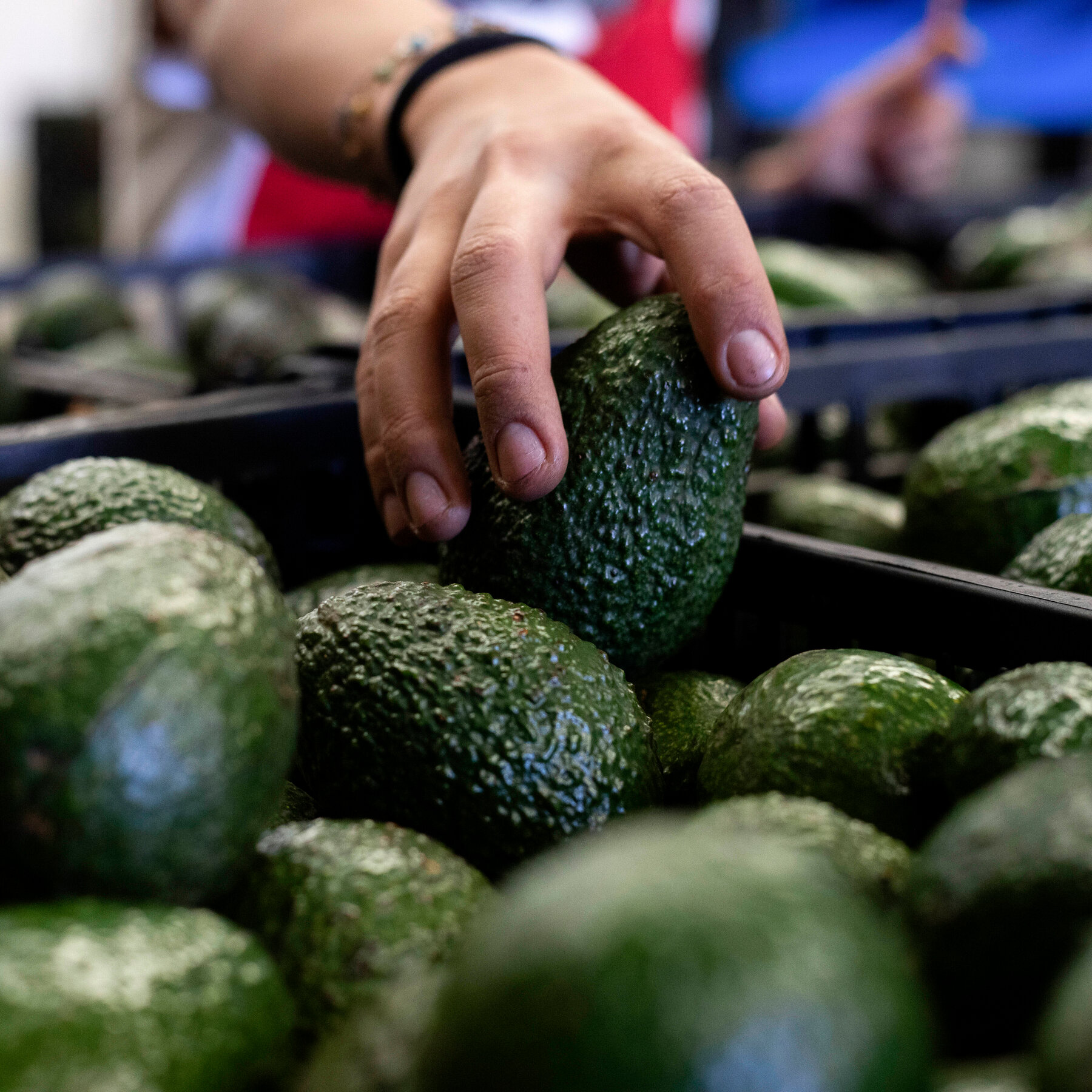 Humans Have Been Perfecting Avocados for 7,500 Years
