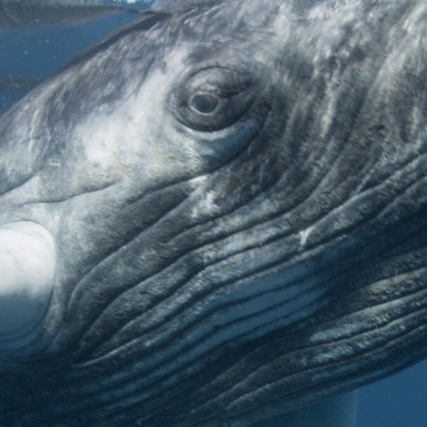 Humpback Whales May Not See Their Most Dangerous Threats