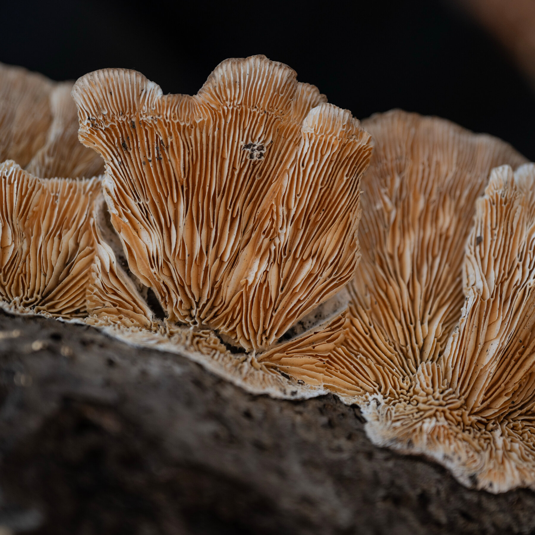Hunting the Wild Mushrooms of New York City