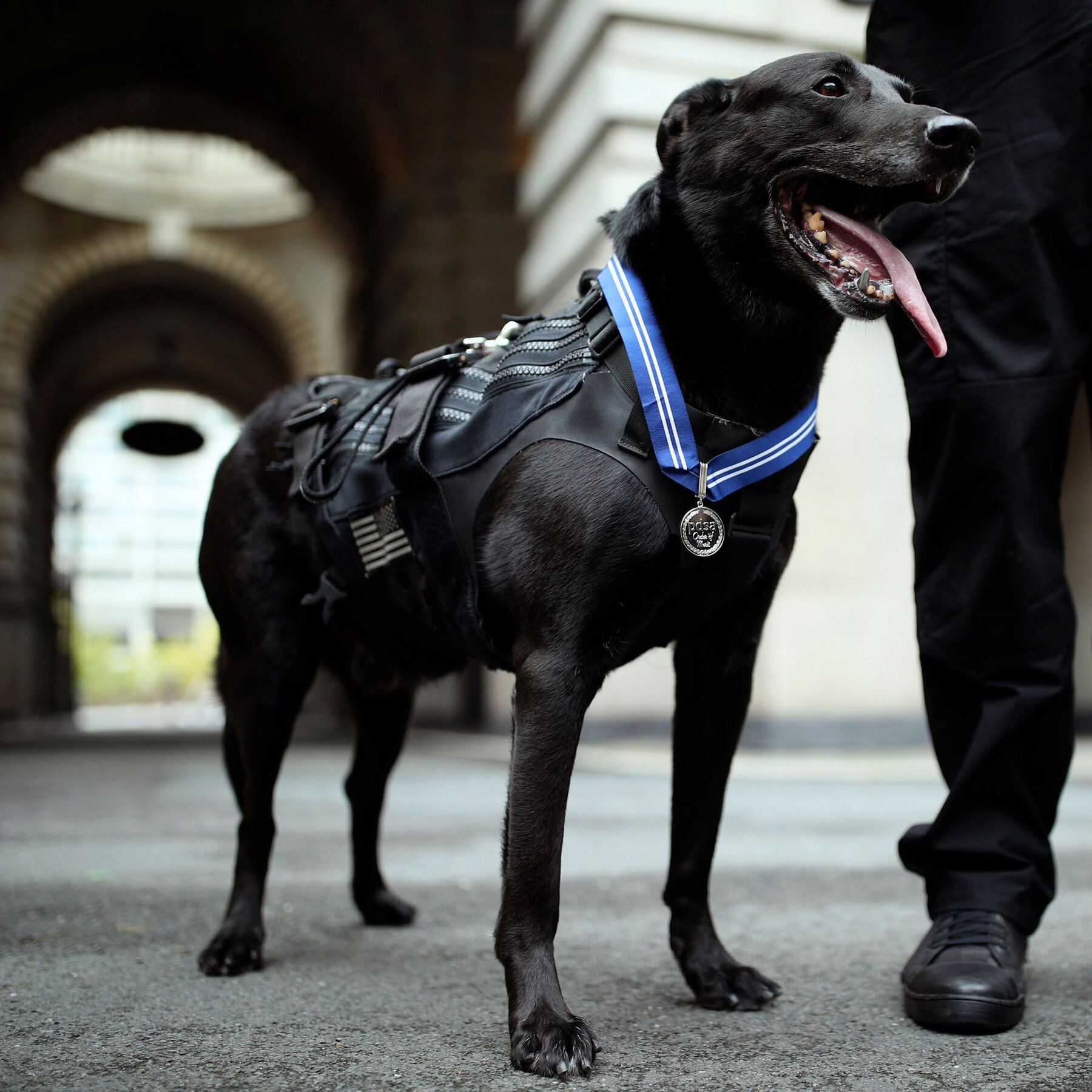 Hurricane, Dog Who Protected Obama White House From Intruder, Dies at 15