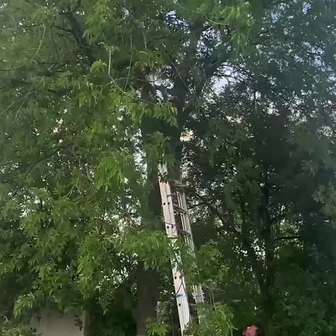 ICE Agents Arrest Migrant Who Climbed Tree to Evade Them