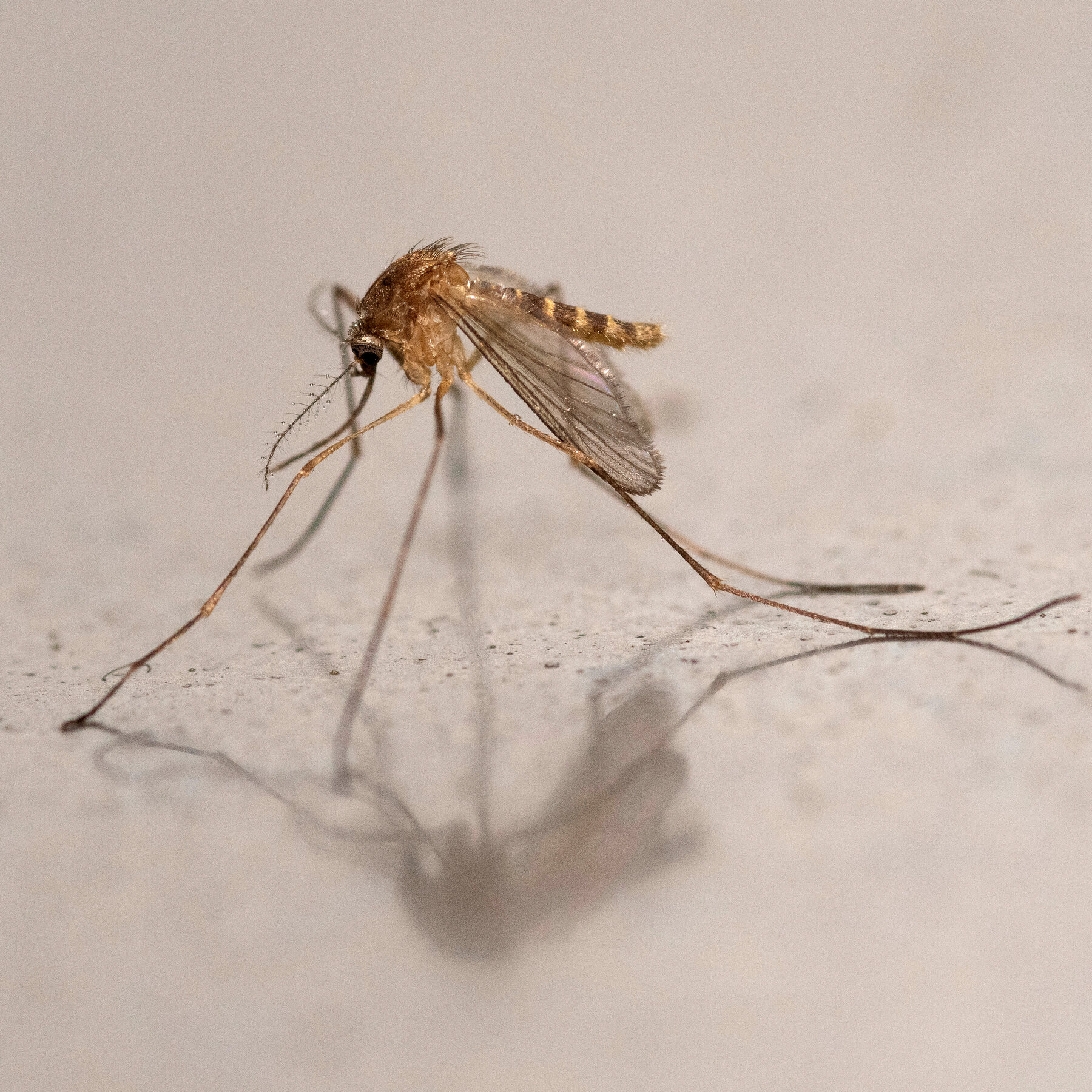 Iceland Says It Is No Longer Mosquito Free