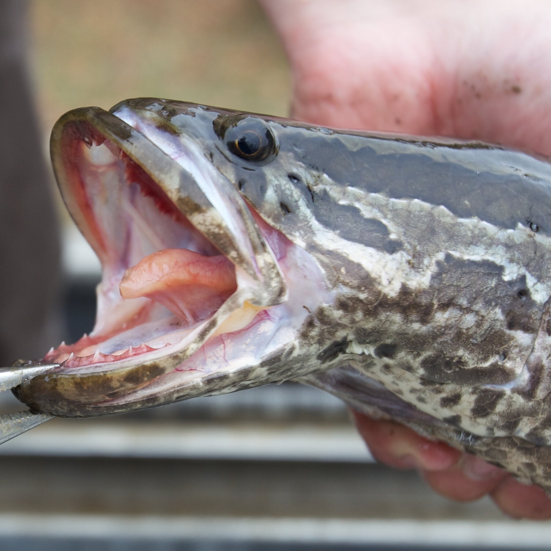 If You See This Creepy Fish, Cut Its Head Off