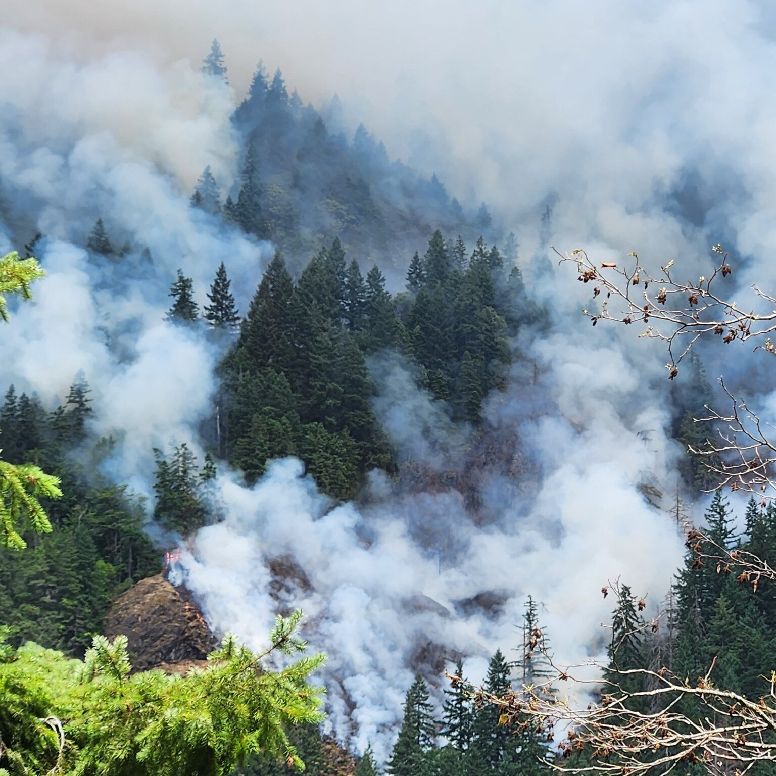 Immigration Officials Conduct Operation at Wildfire Site in Washington State