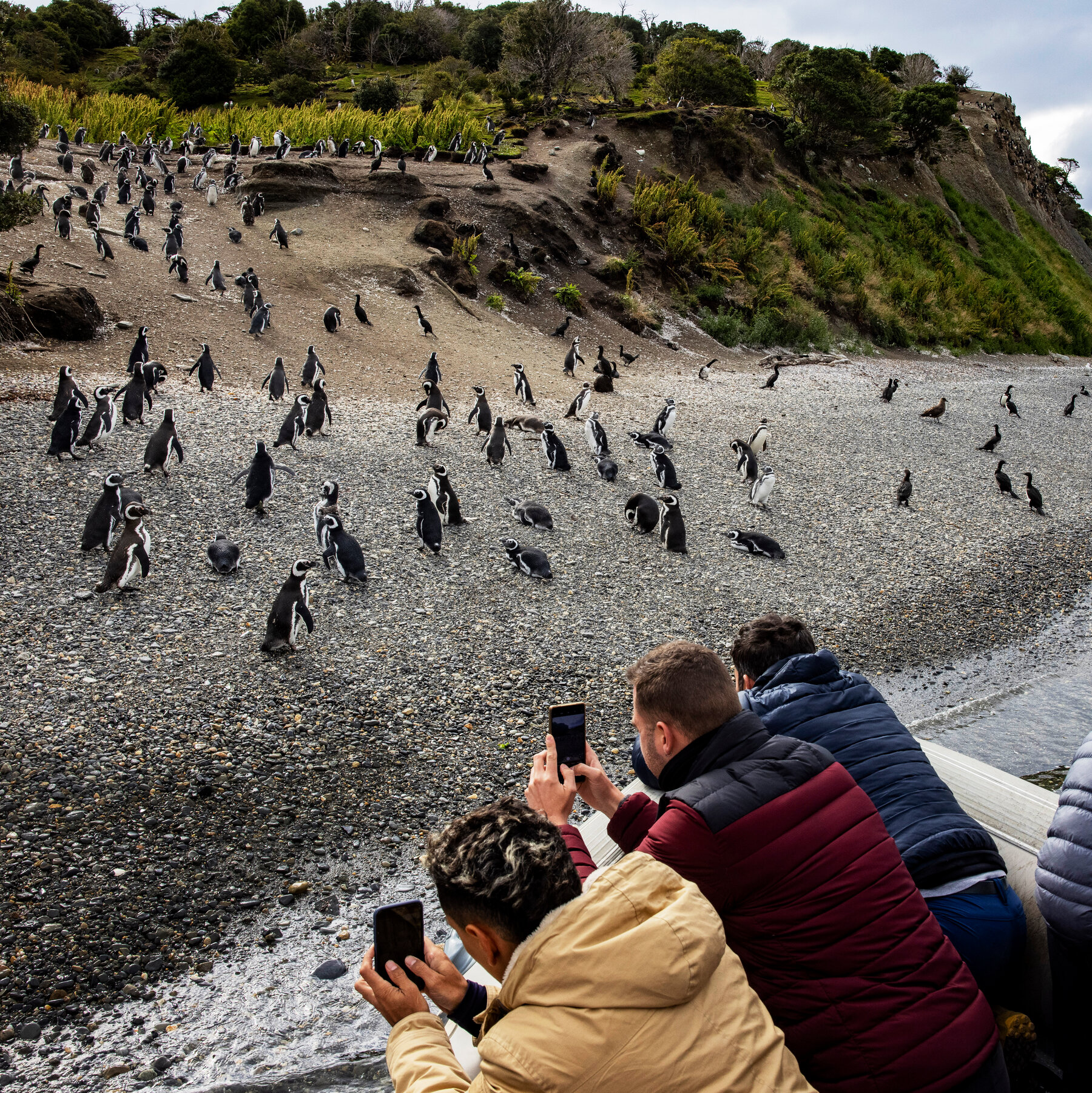 In Argentina, a Boom in Antarctic Cruises Is Straining the ‘End of the World’