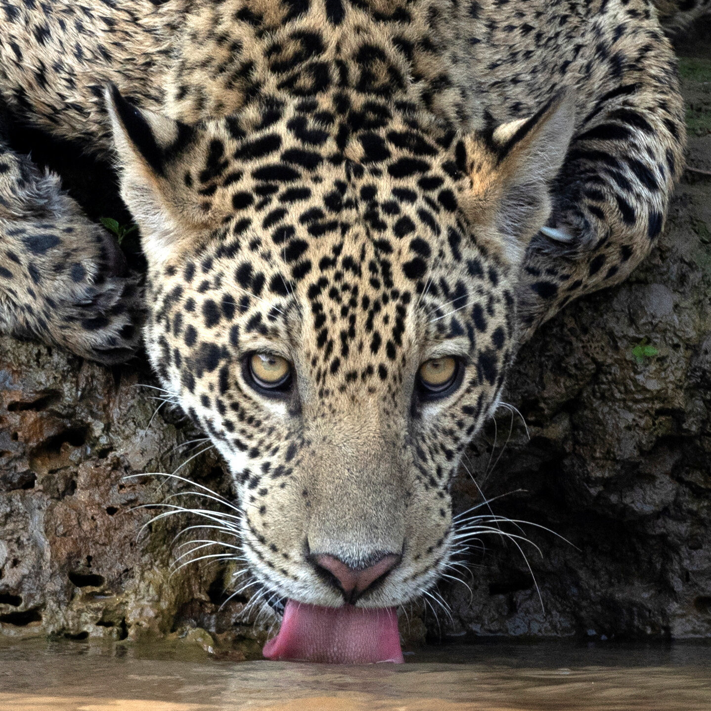 In the Land of the Jaguars