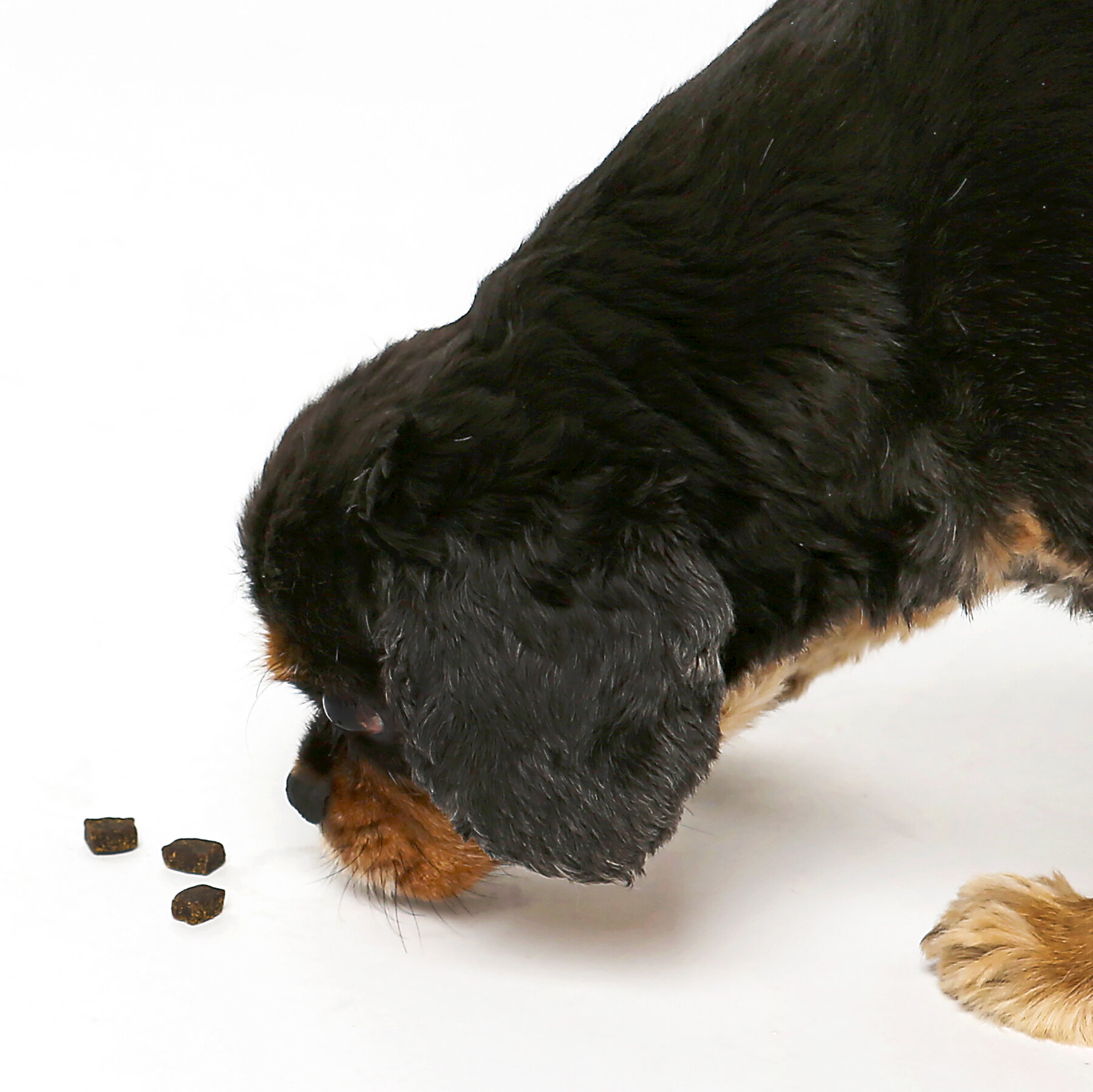 In This Pet Kibble, the Bugs are a Feature