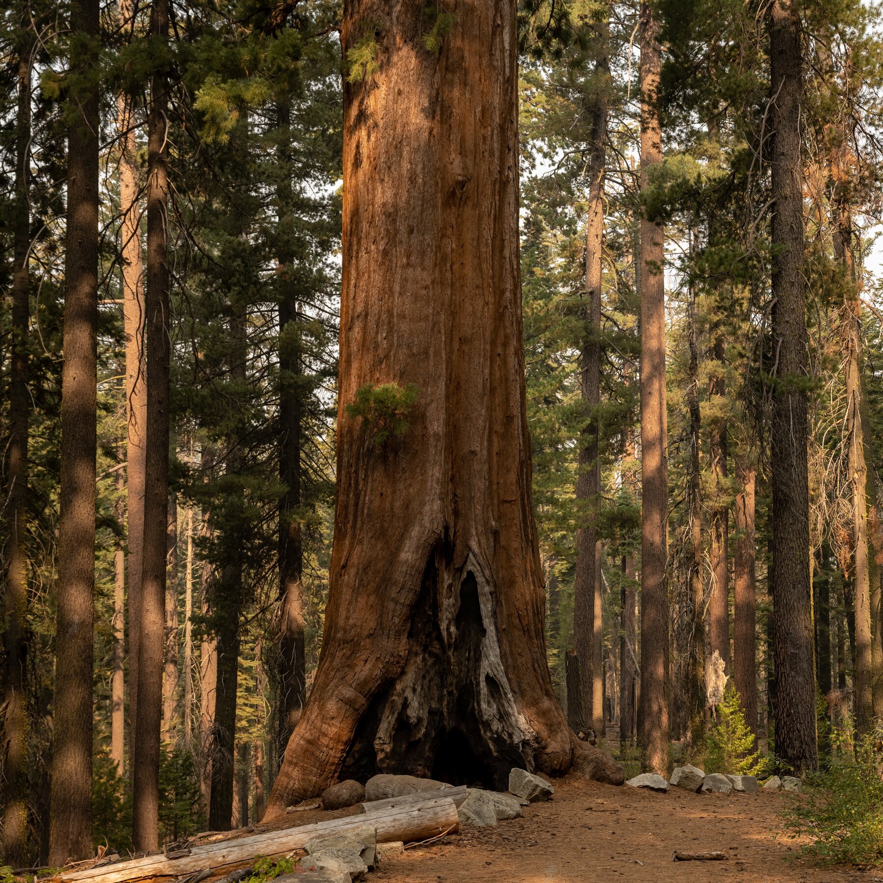 In Yosemite, Falling Tree Branches Kill a Young Hiker in ‘Freak Accident’