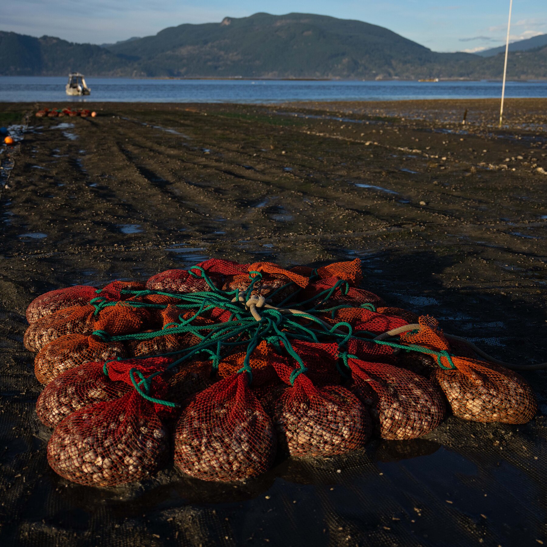 Increasingly Acidic Seas Threaten Oyster Farming