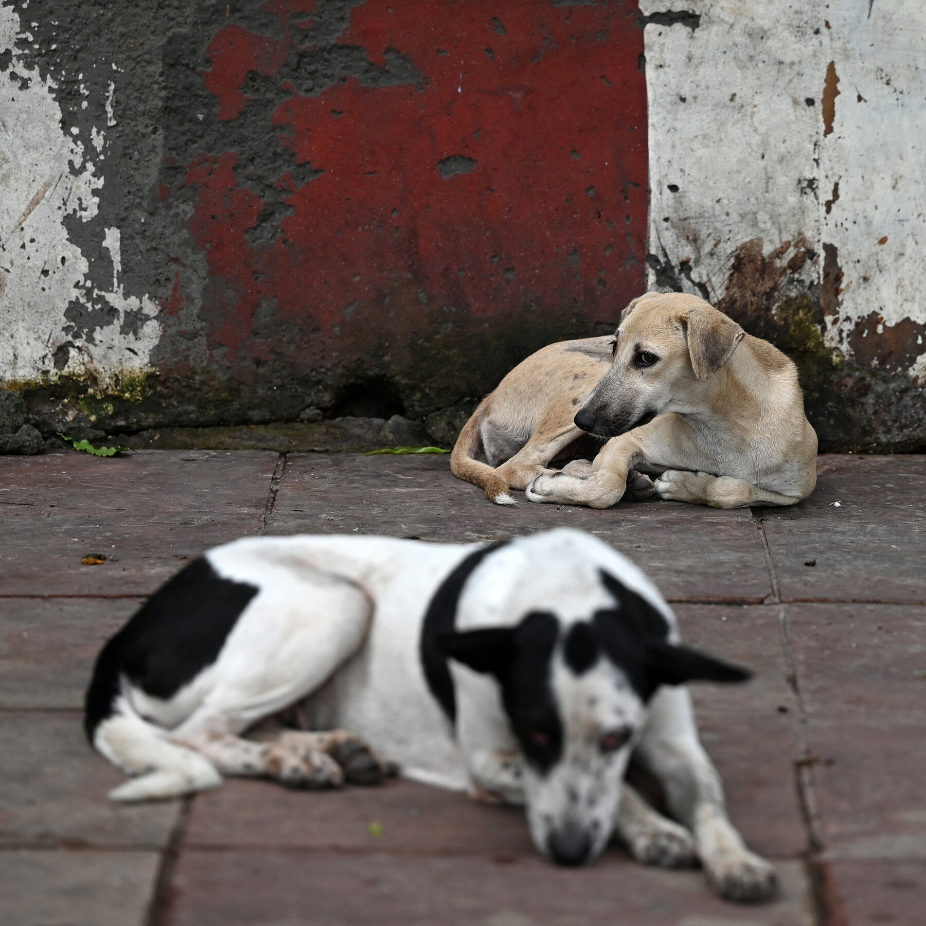 India’s Supreme Court Tells New Delhi to Round Up Stray Dogs